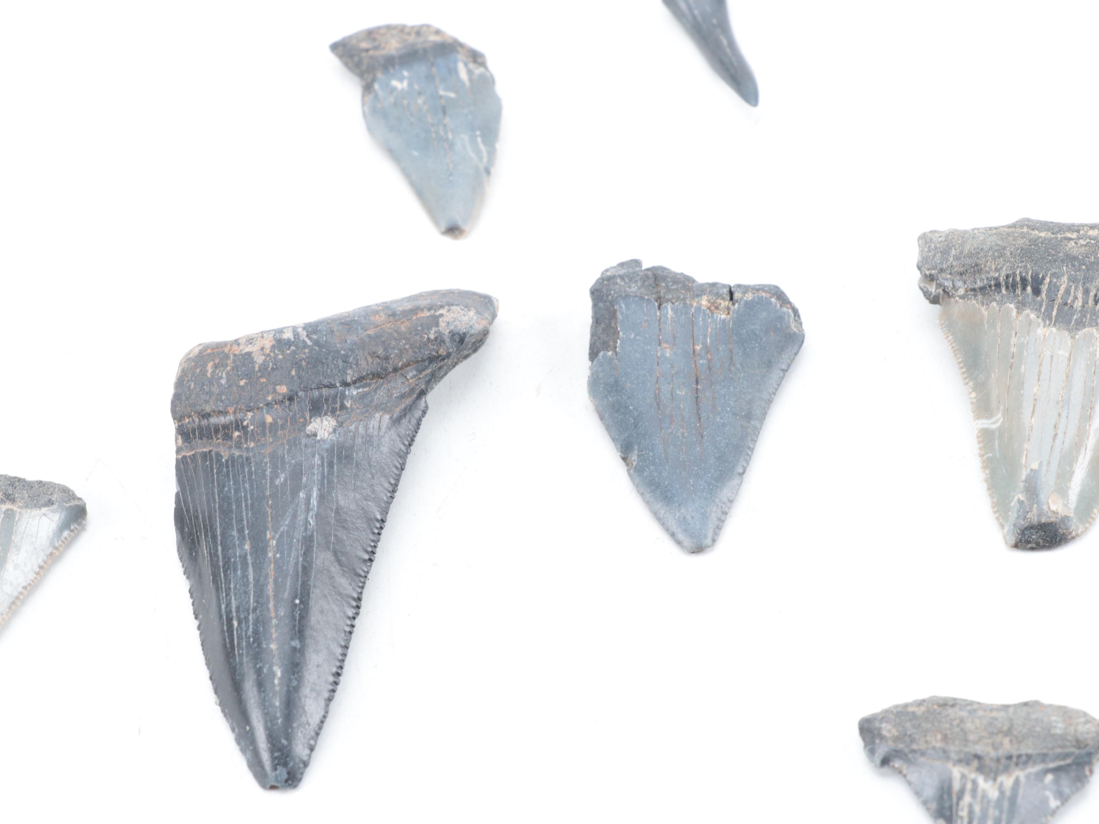 Fossilized Shark and Megalodon Tooth Specimens with Other Fossilized Vertebrae