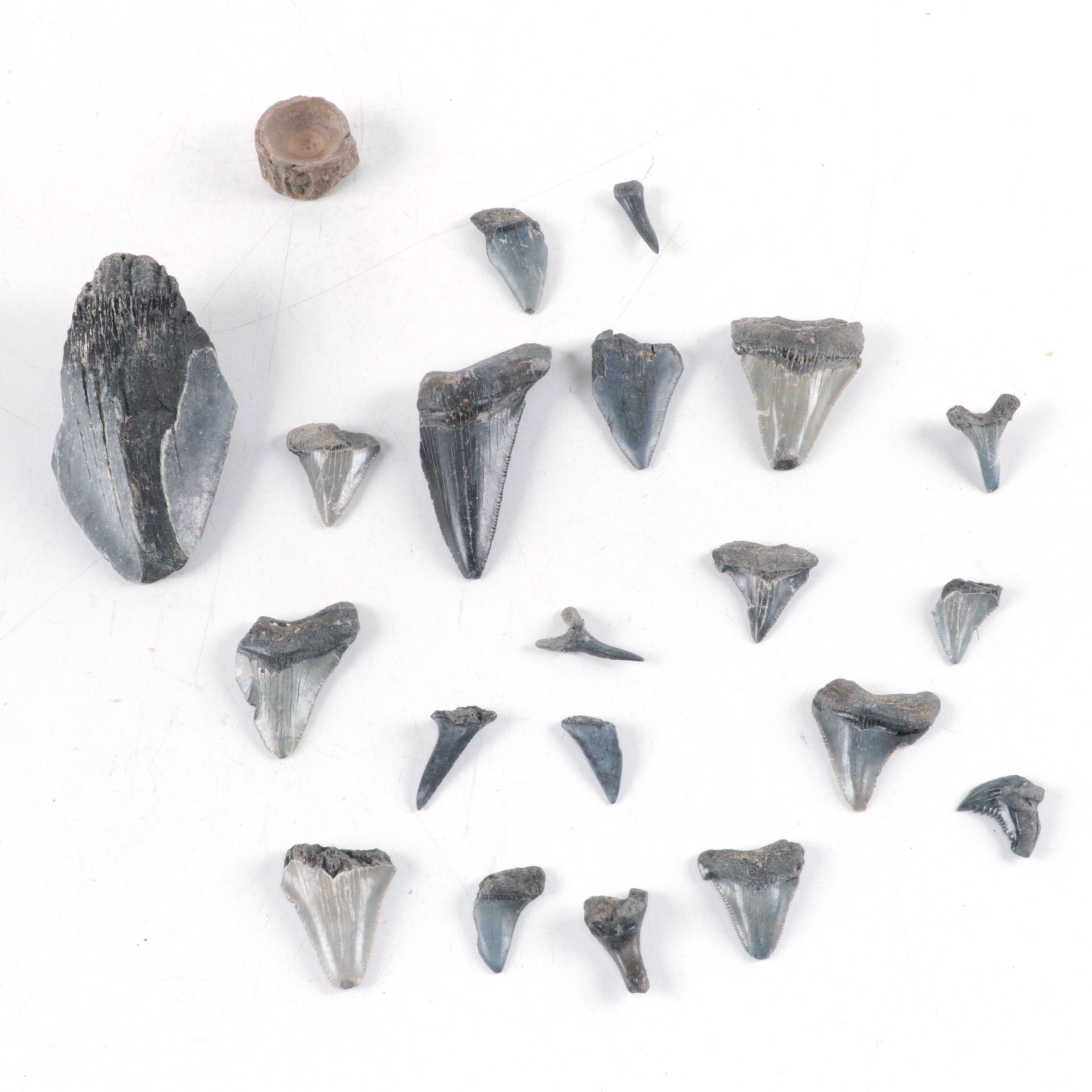 Fossilized Shark and Megalodon Tooth Specimens with Other Fossilized Vertebrae