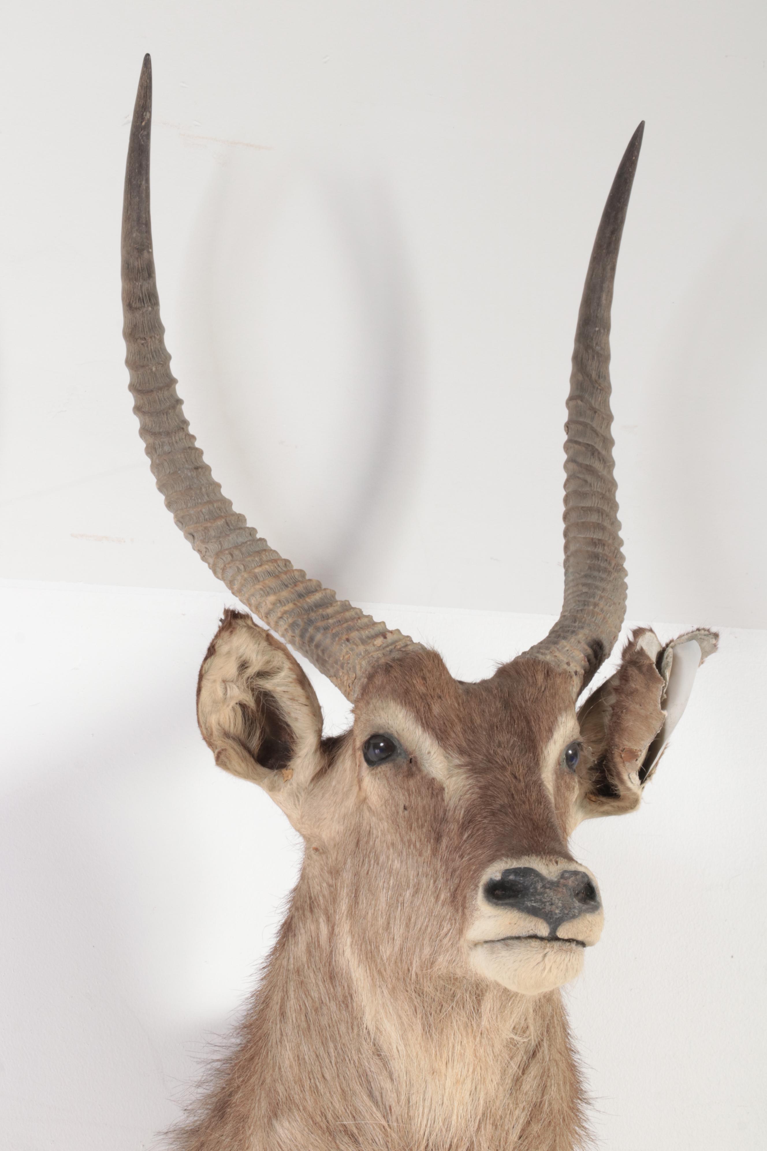 African Waterbuck Shoulder Mount Taxidermy