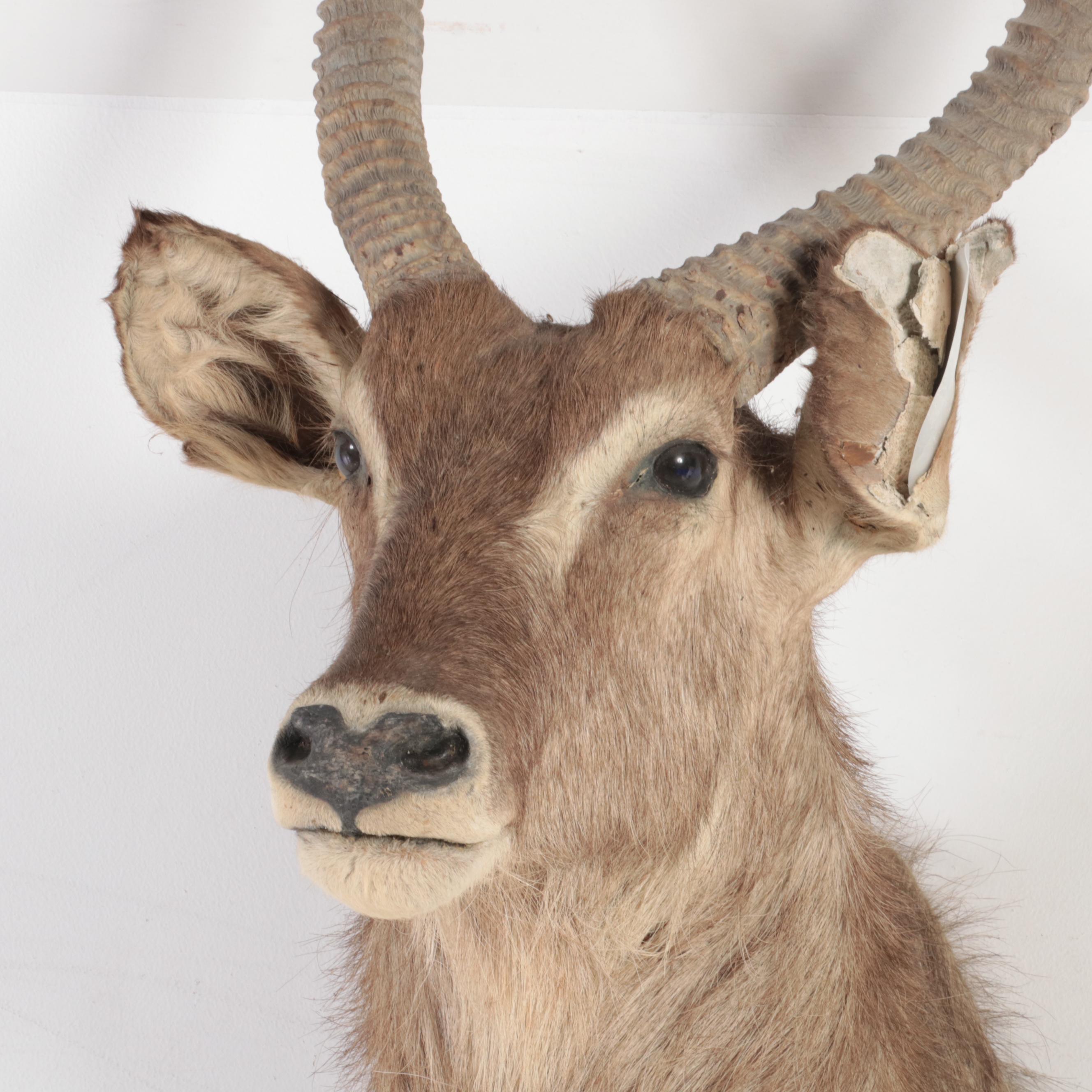 African Waterbuck Shoulder Mount Taxidermy