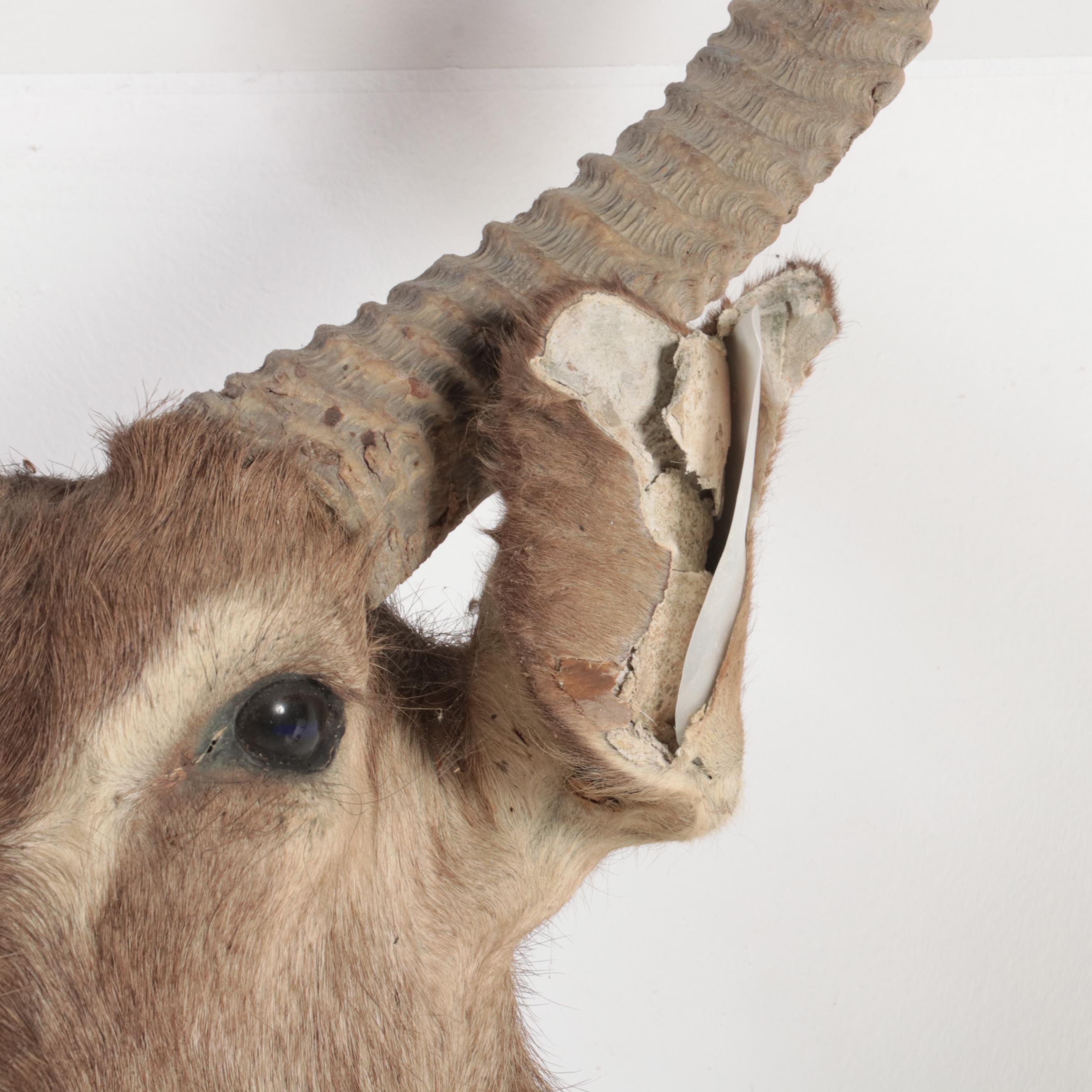 African Waterbuck Shoulder Mount Taxidermy