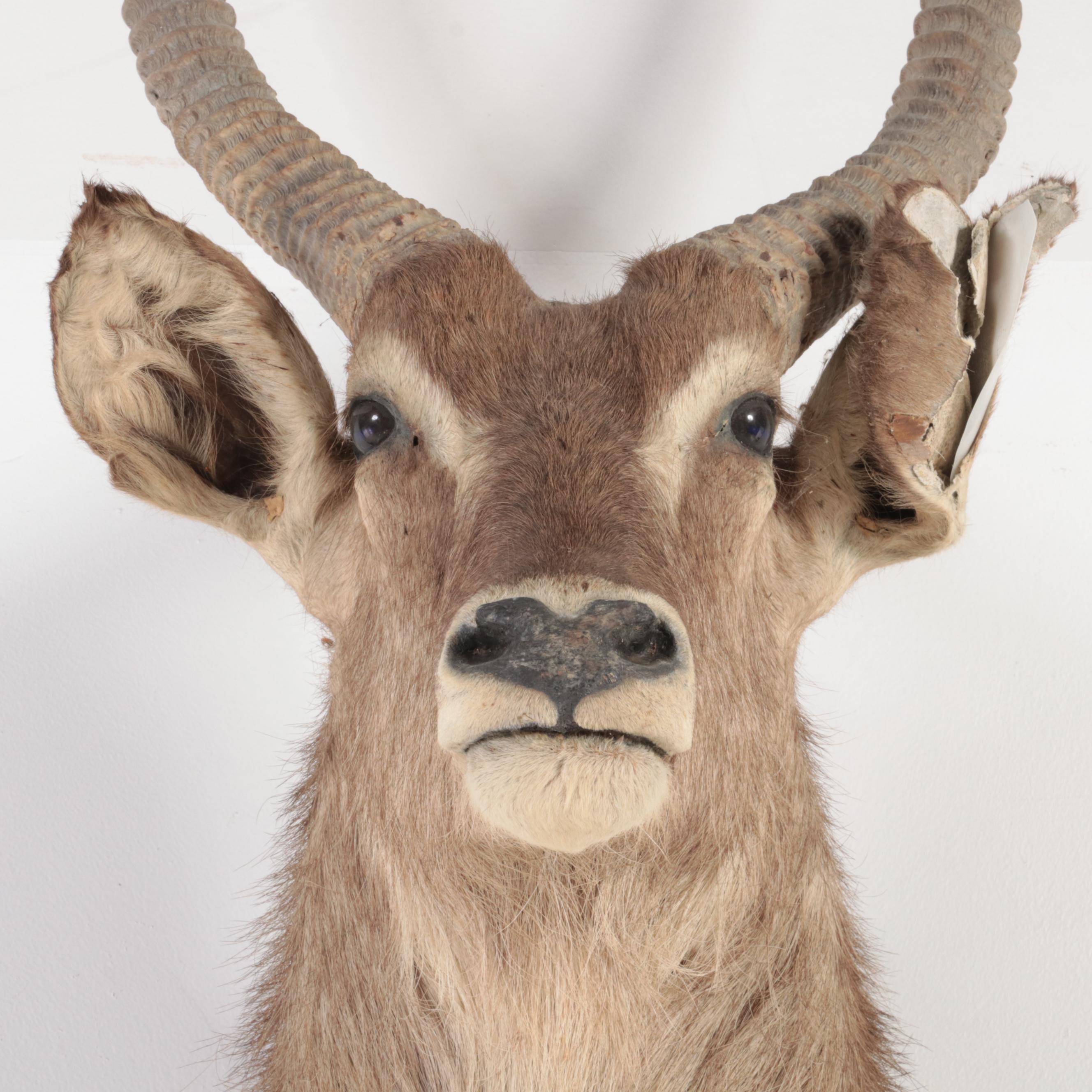 African Waterbuck Shoulder Mount Taxidermy
