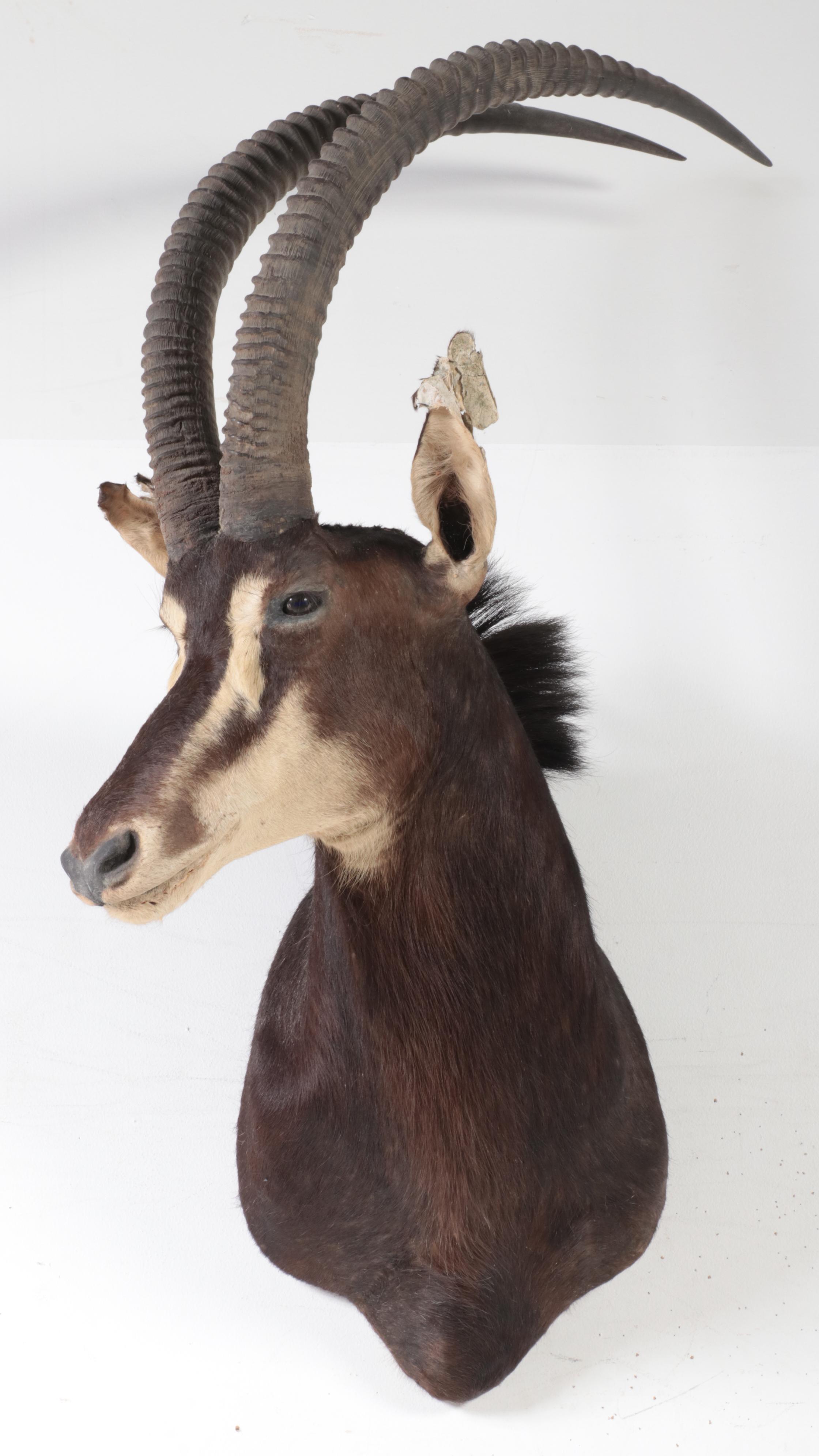 Sable Antelope Shoulder Mount Taxidermy