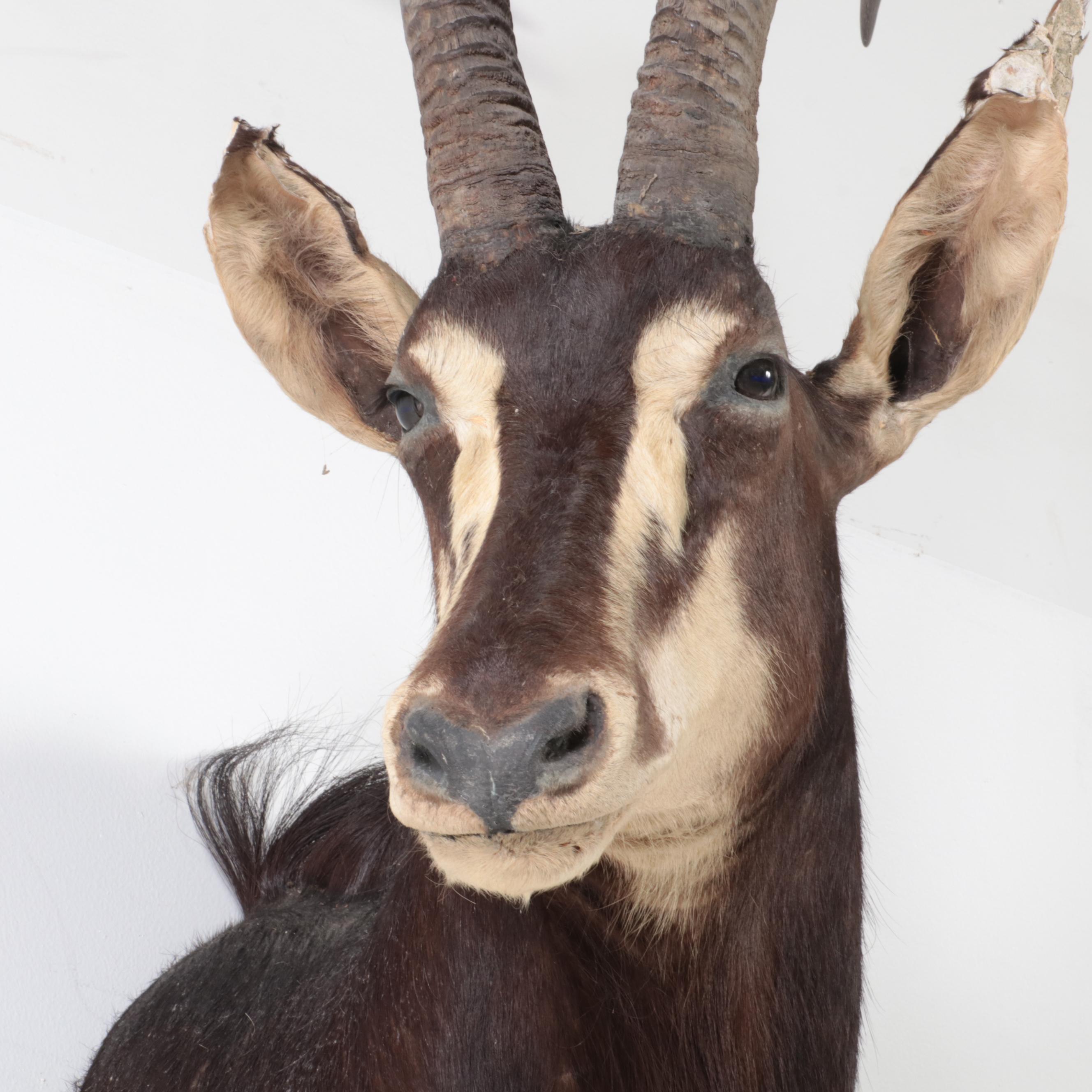 Sable Antelope Shoulder Mount Taxidermy