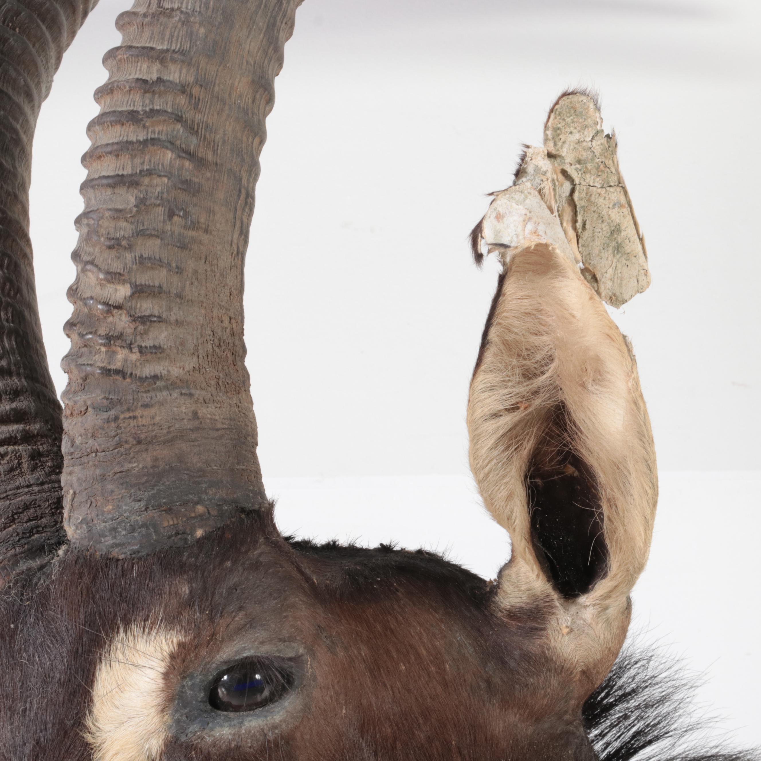 Sable Antelope Shoulder Mount Taxidermy