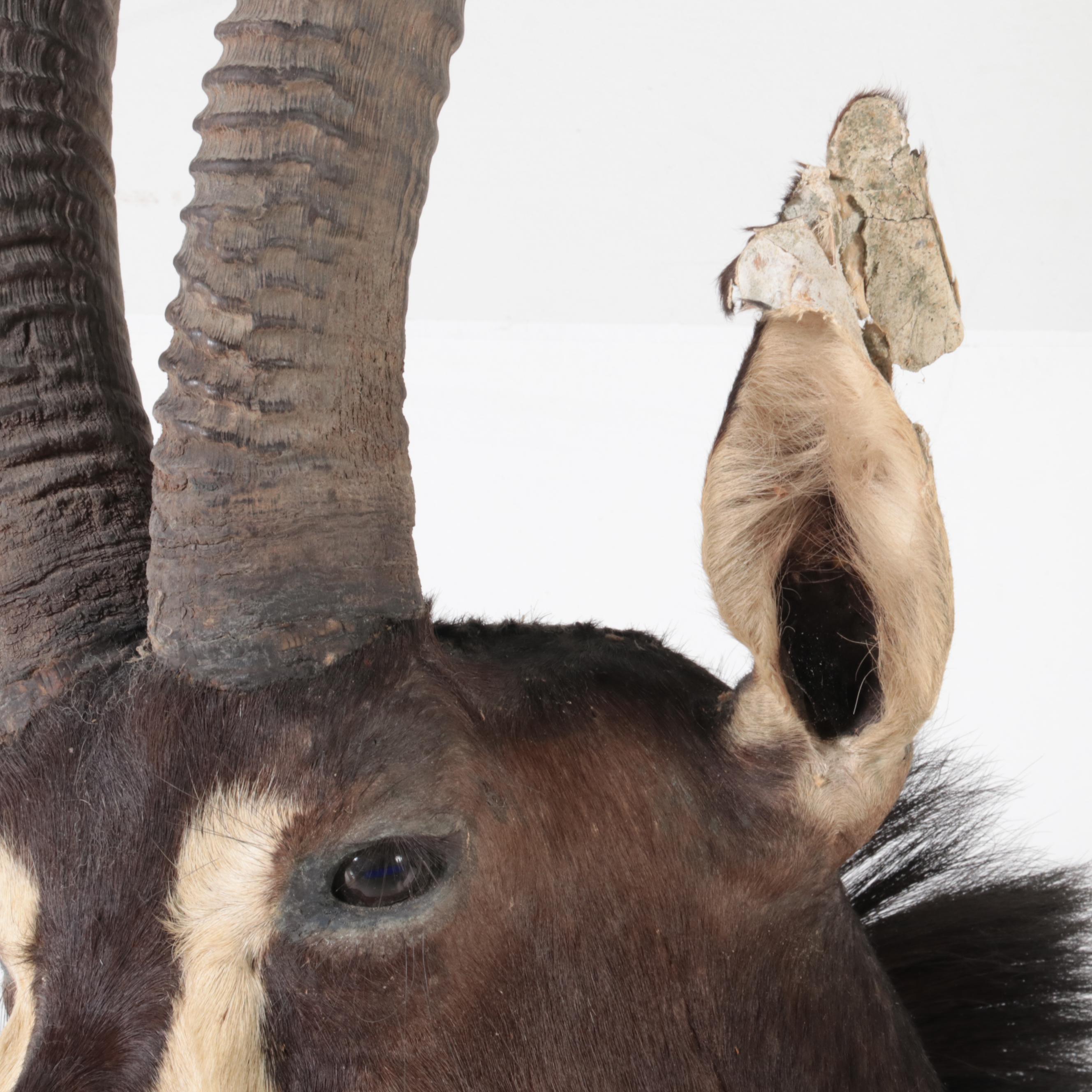 Sable Antelope Shoulder Mount Taxidermy