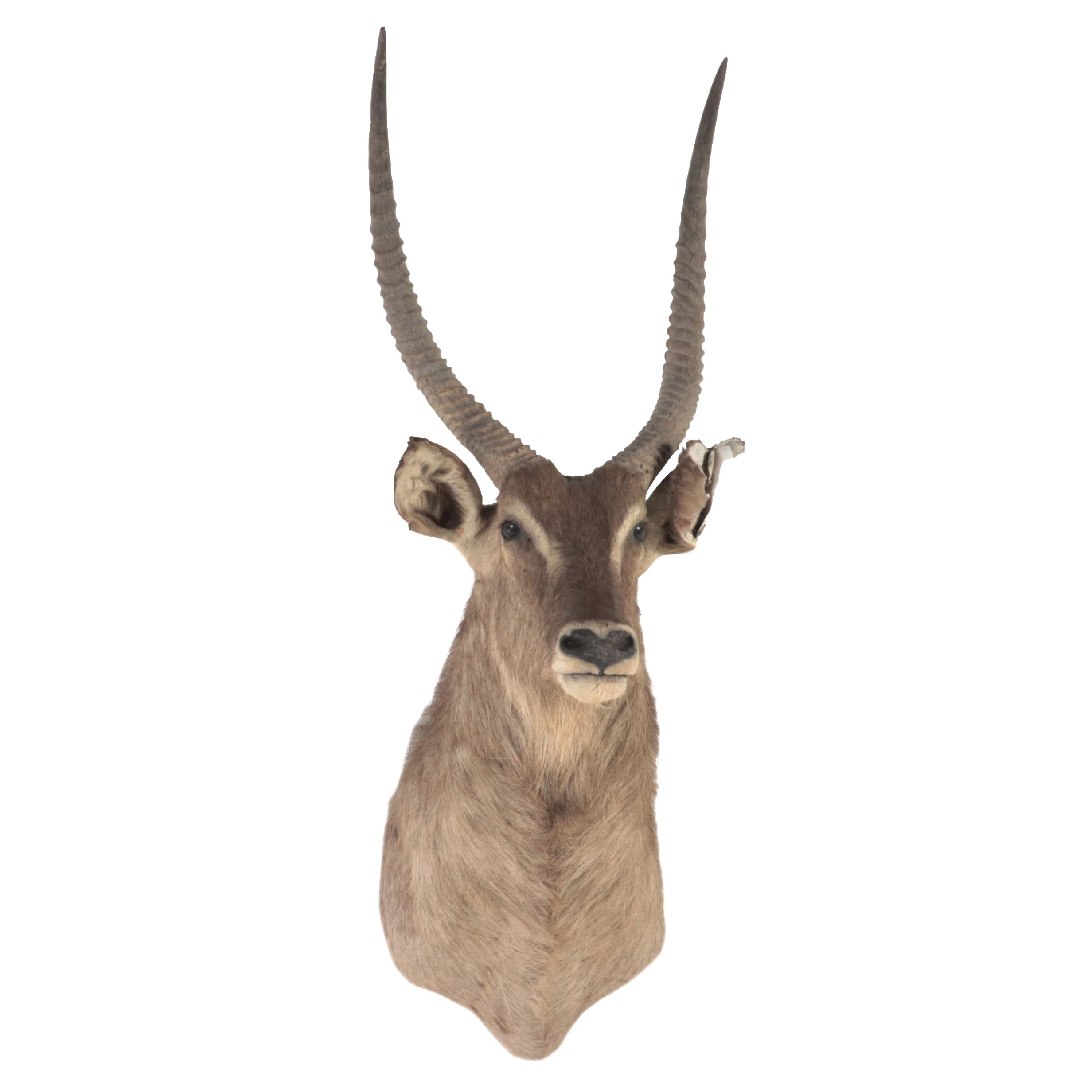 African Waterbuck Shoulder Mount Taxidermy