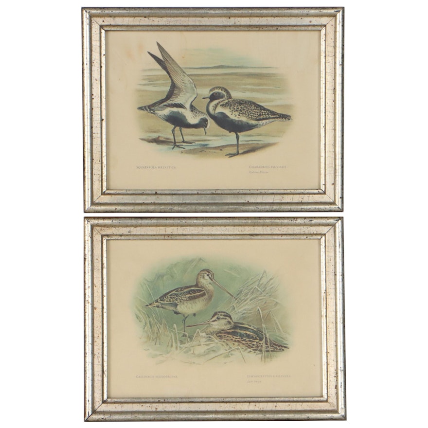 Offset Lithographs of Birds Including "Jack Snipe"