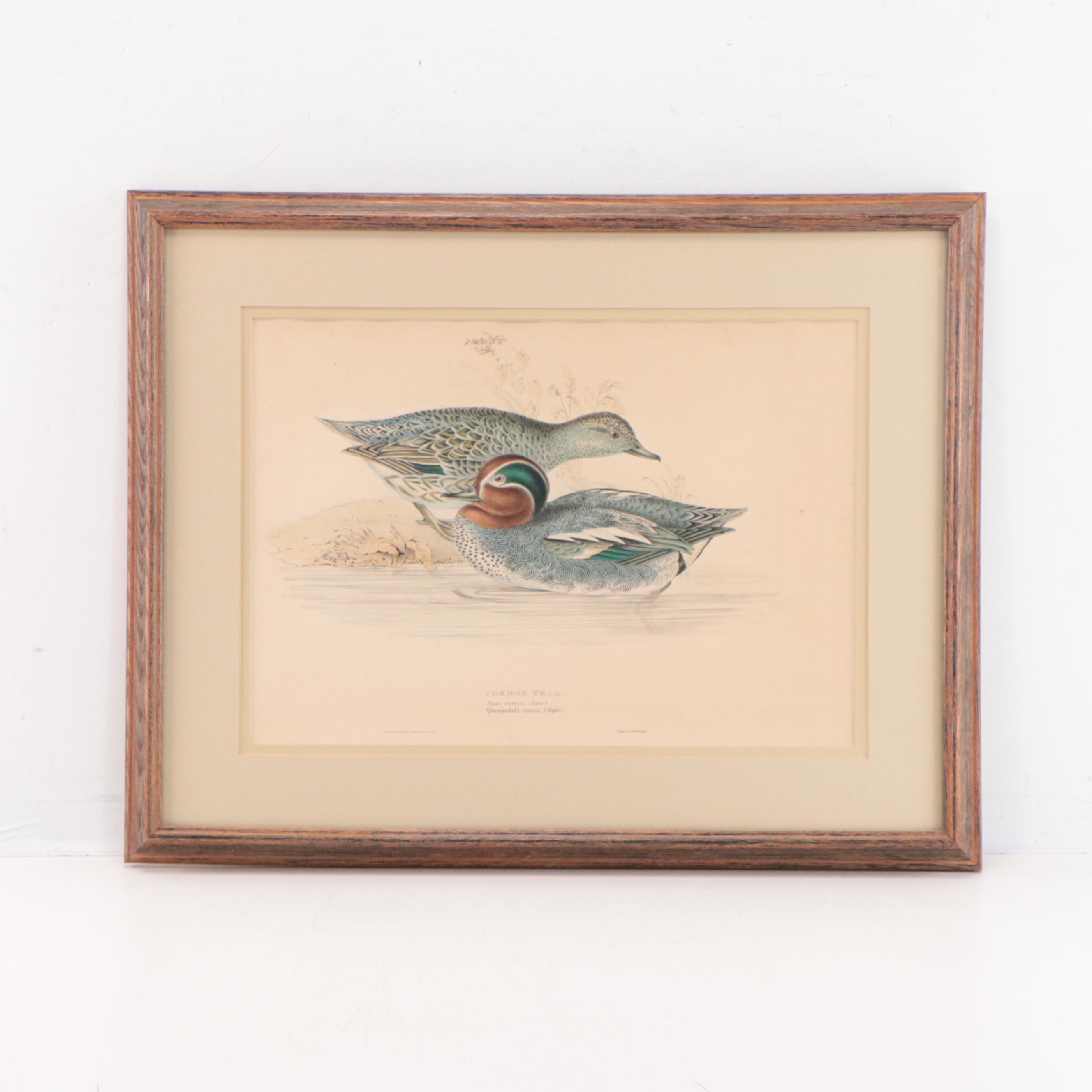 Lithographs After J & E Gould Including "Common Teal"