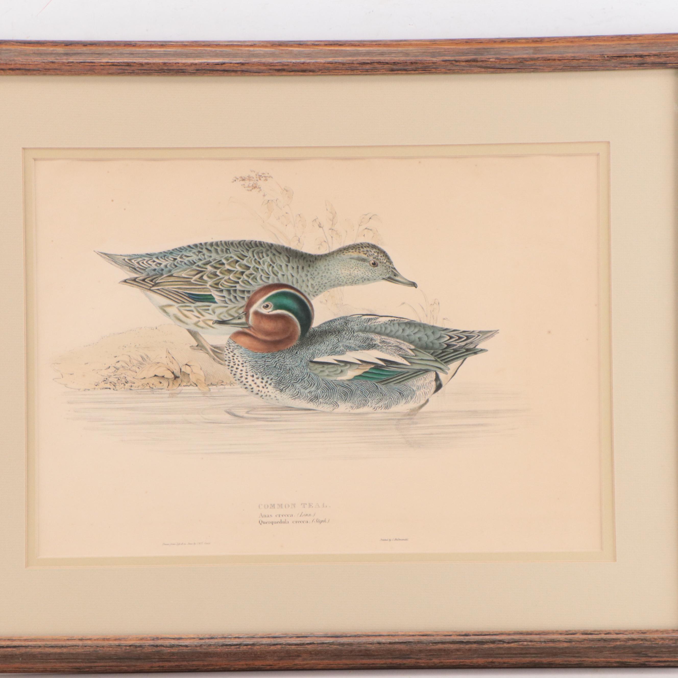 Lithographs After J & E Gould Including "Common Teal"