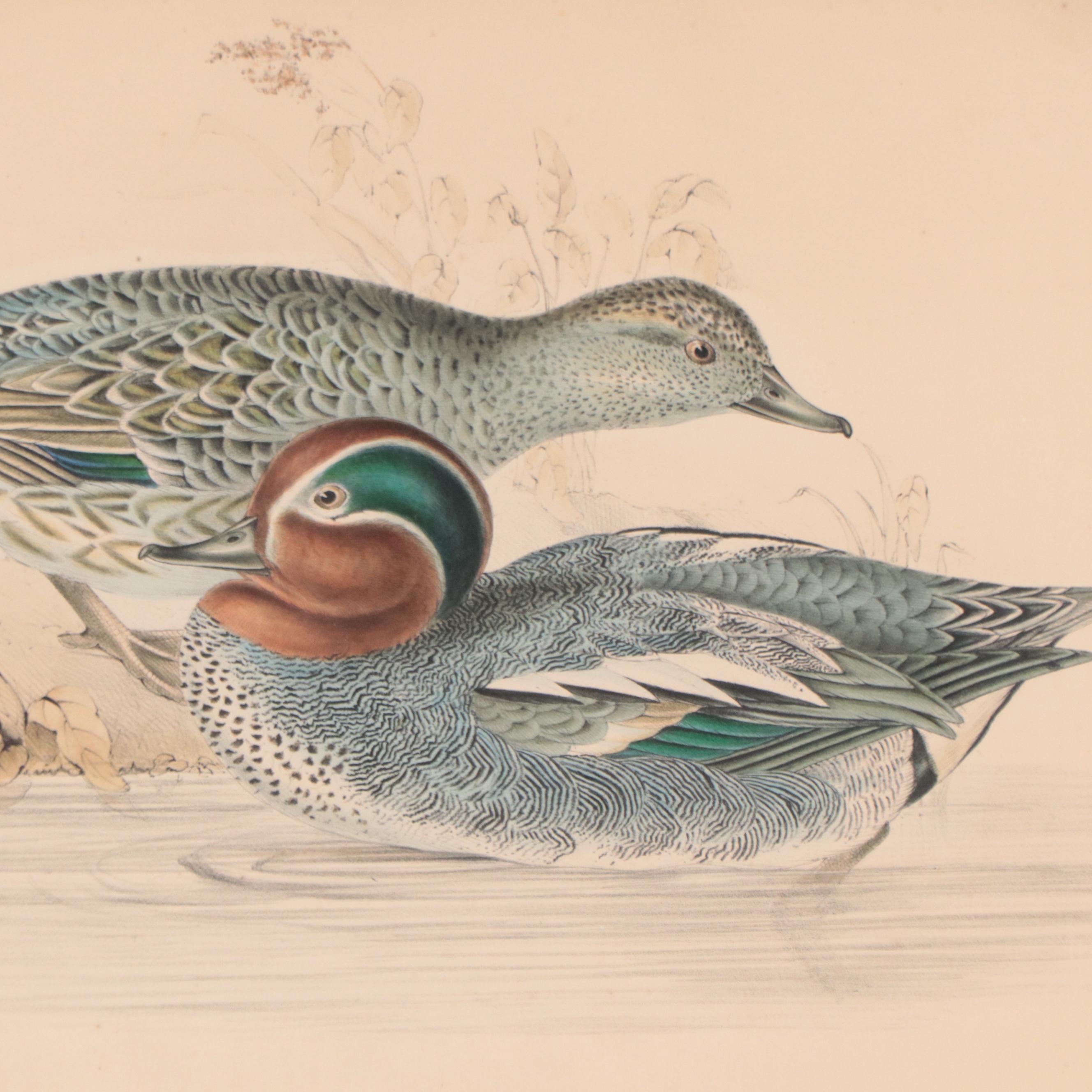 Lithographs After J & E Gould Including "Common Teal"