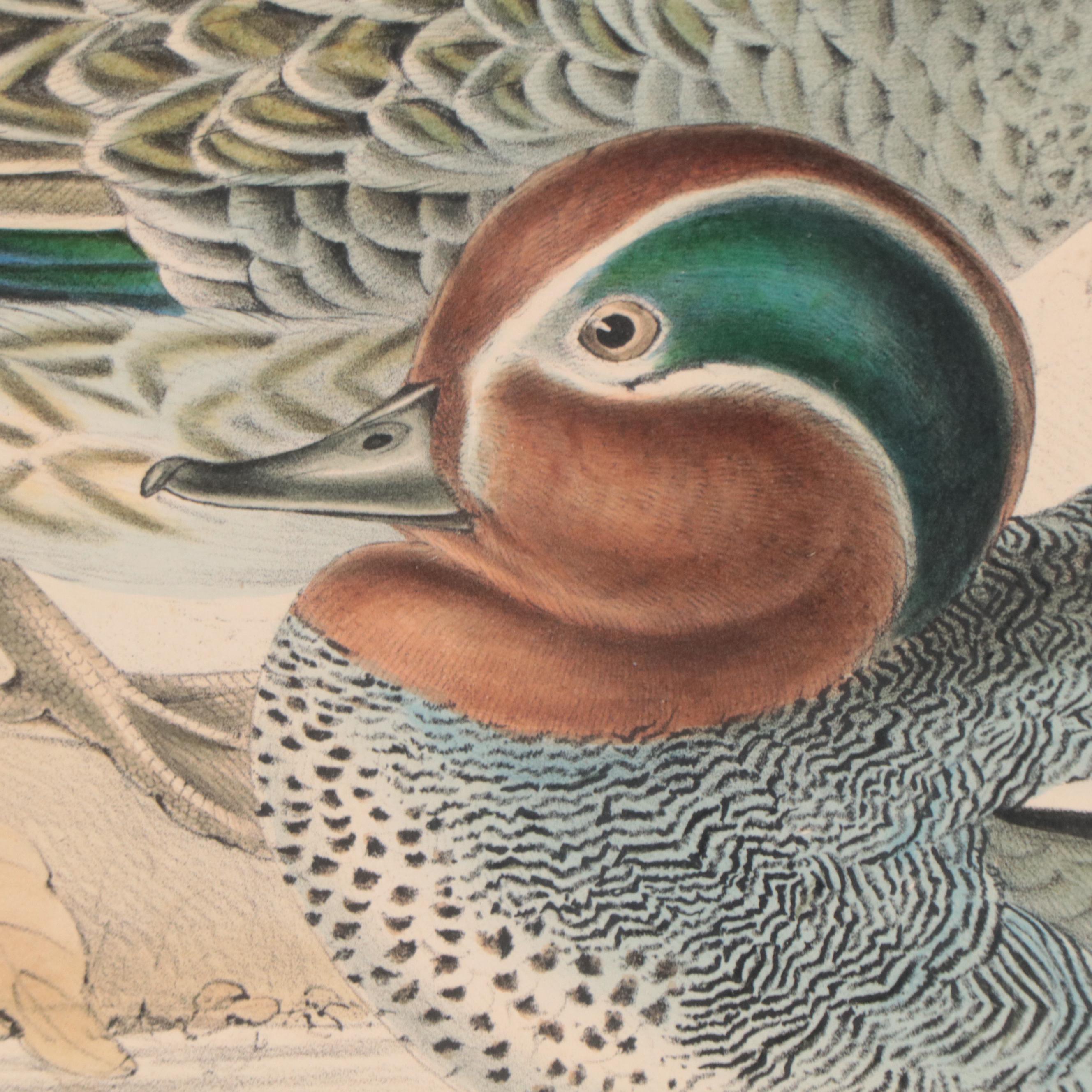 Lithographs After J & E Gould Including "Common Teal"