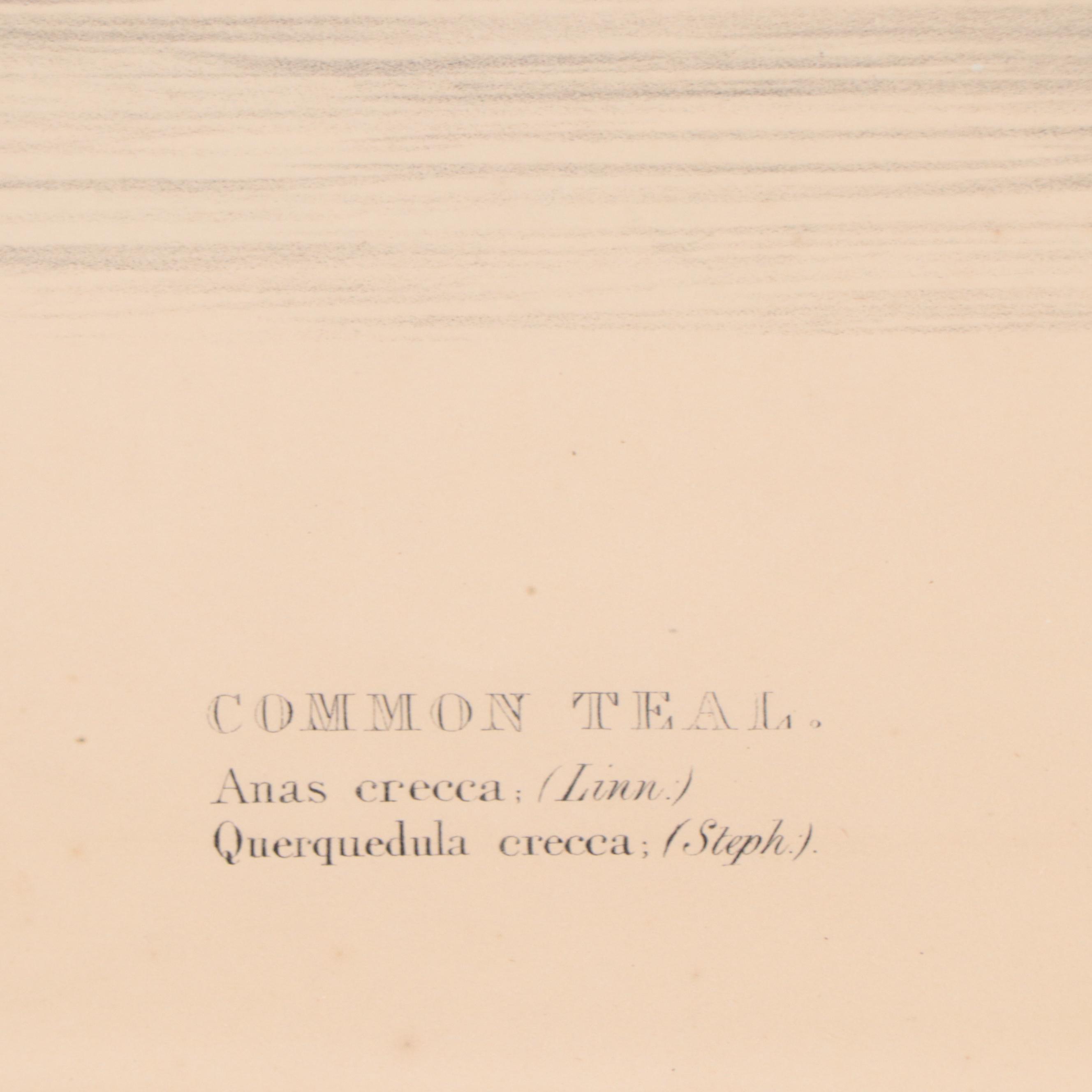 Lithographs After J & E Gould Including "Common Teal"