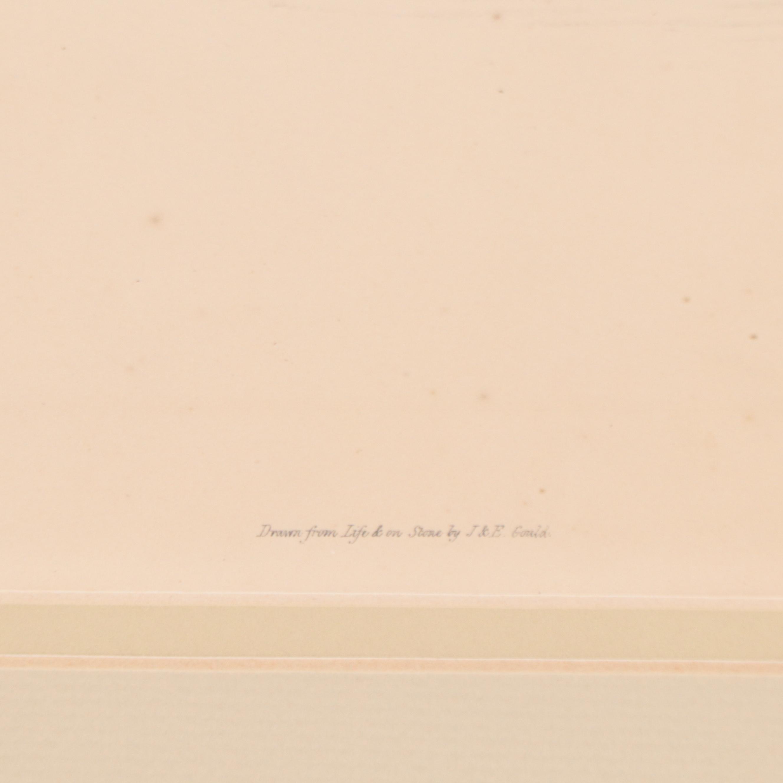 Lithographs After J & E Gould Including "Common Teal"