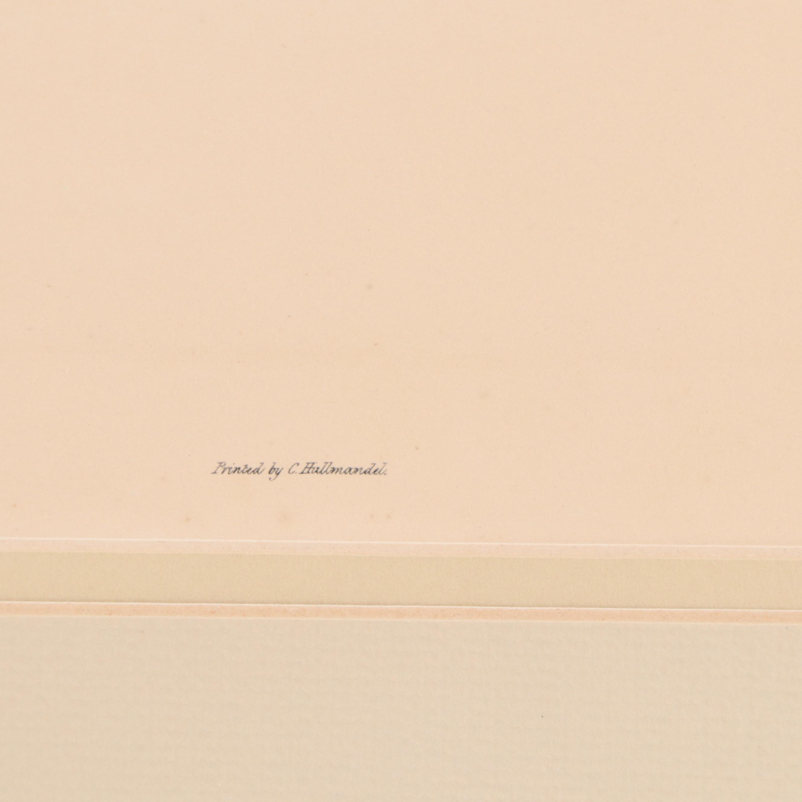 Lithographs After J & E Gould Including "Common Teal"