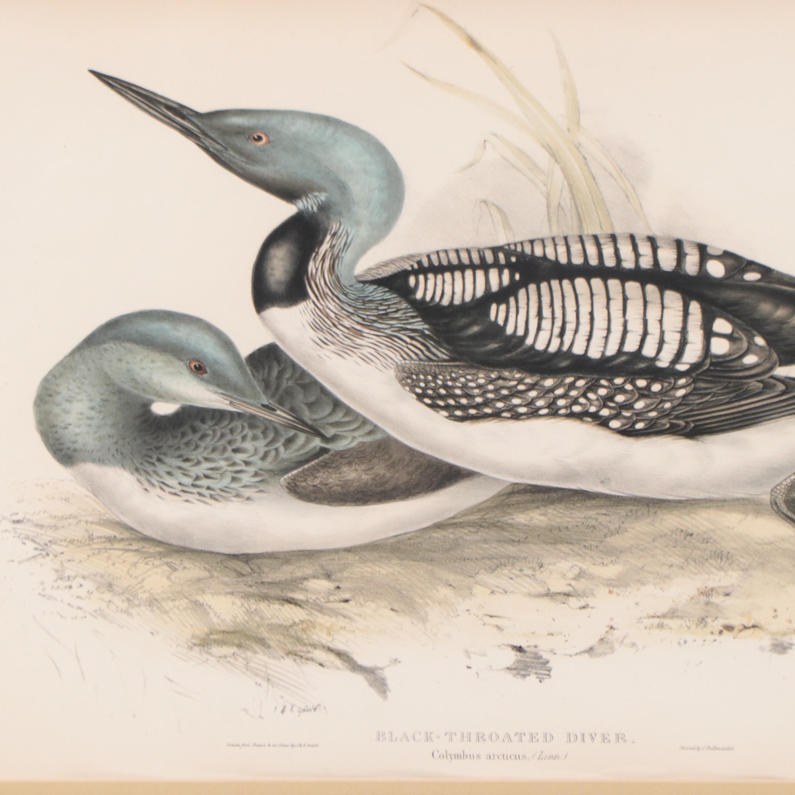 Lithographs After J & E Gould Including "Common Teal"