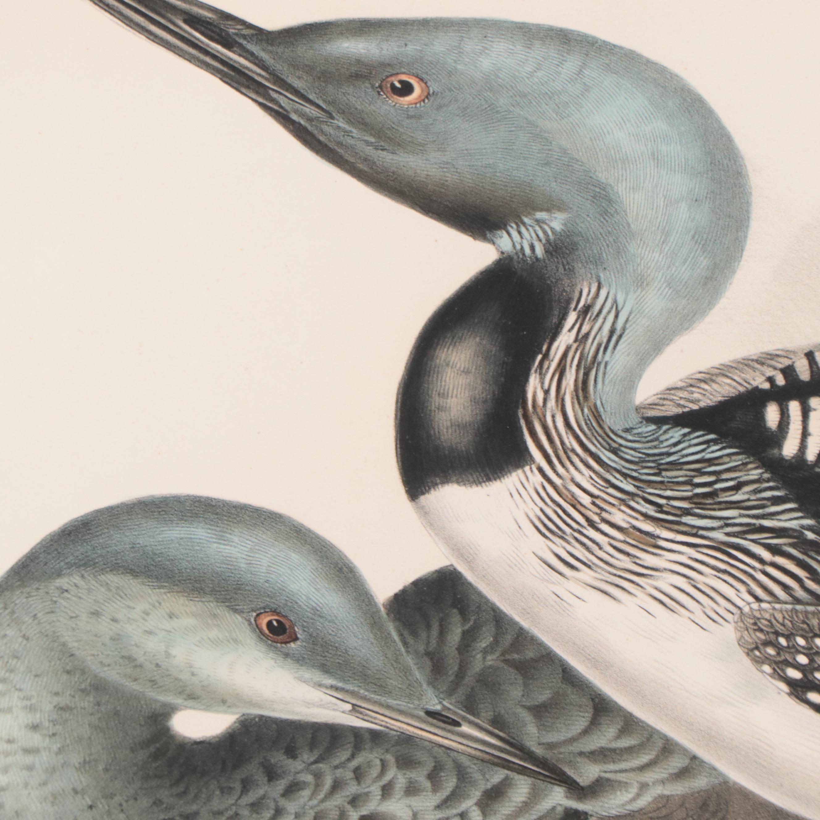 Lithographs After J & E Gould Including "Common Teal"