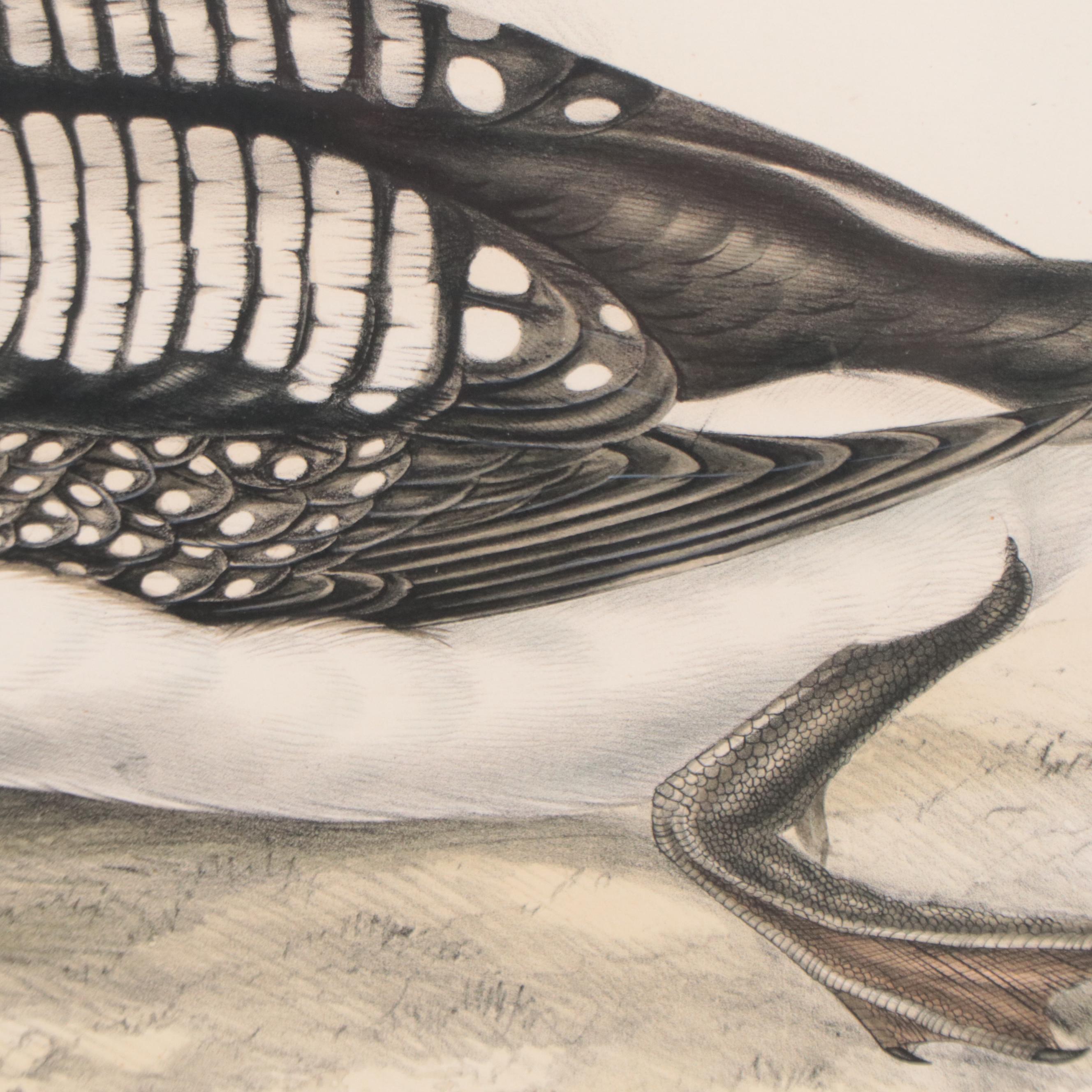 Lithographs After J & E Gould Including "Common Teal"