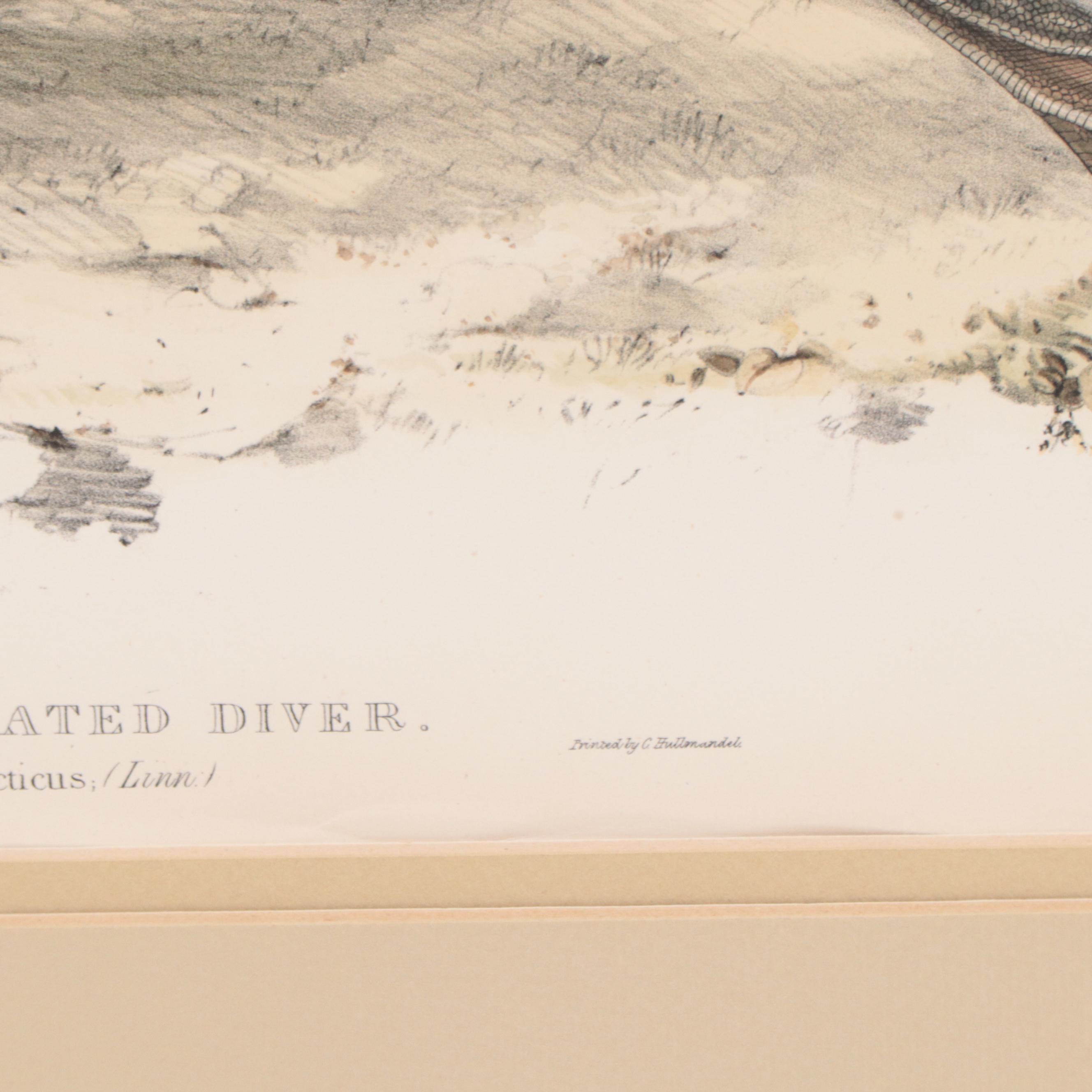 Lithographs After J & E Gould Including "Common Teal"