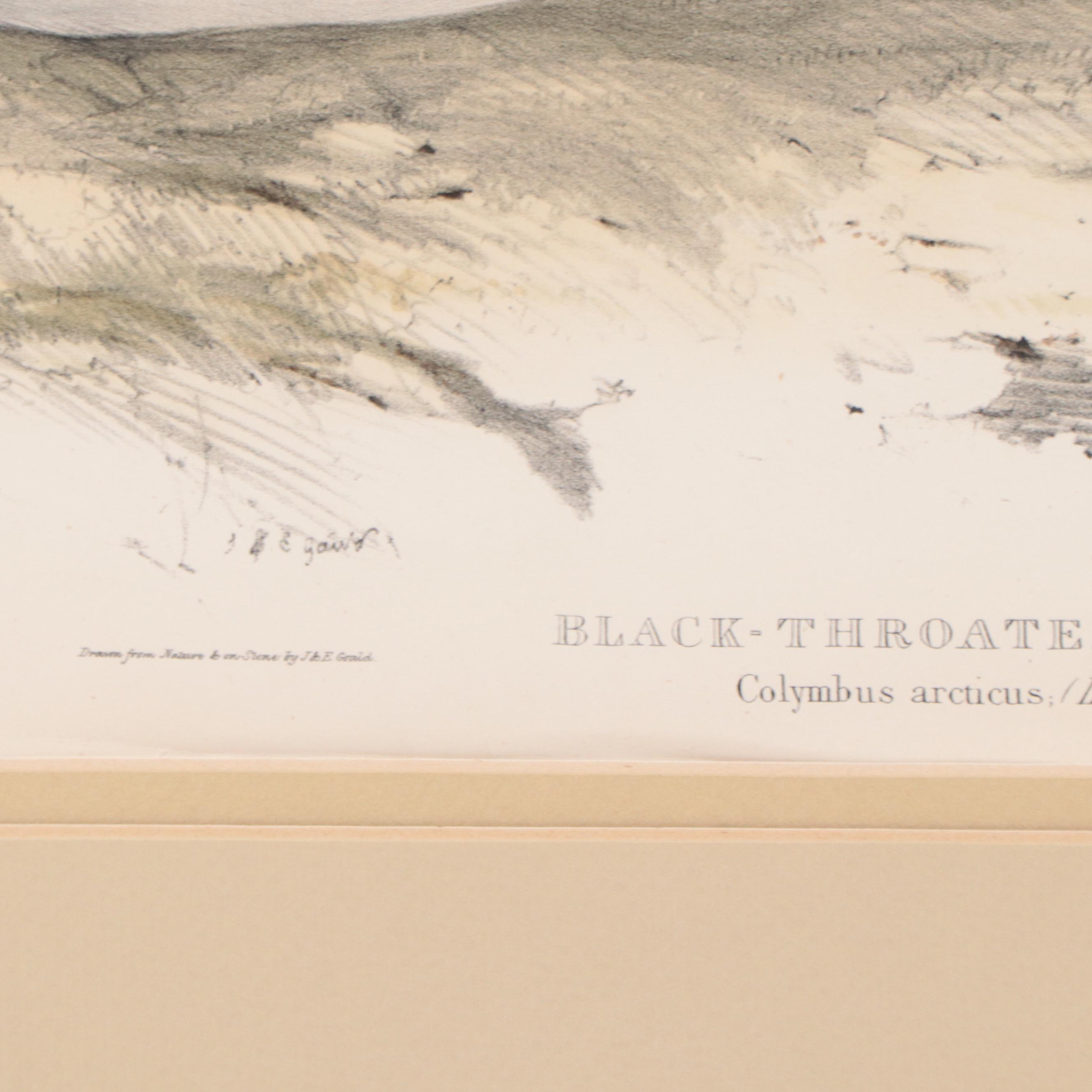 Lithographs After J & E Gould Including "Common Teal"