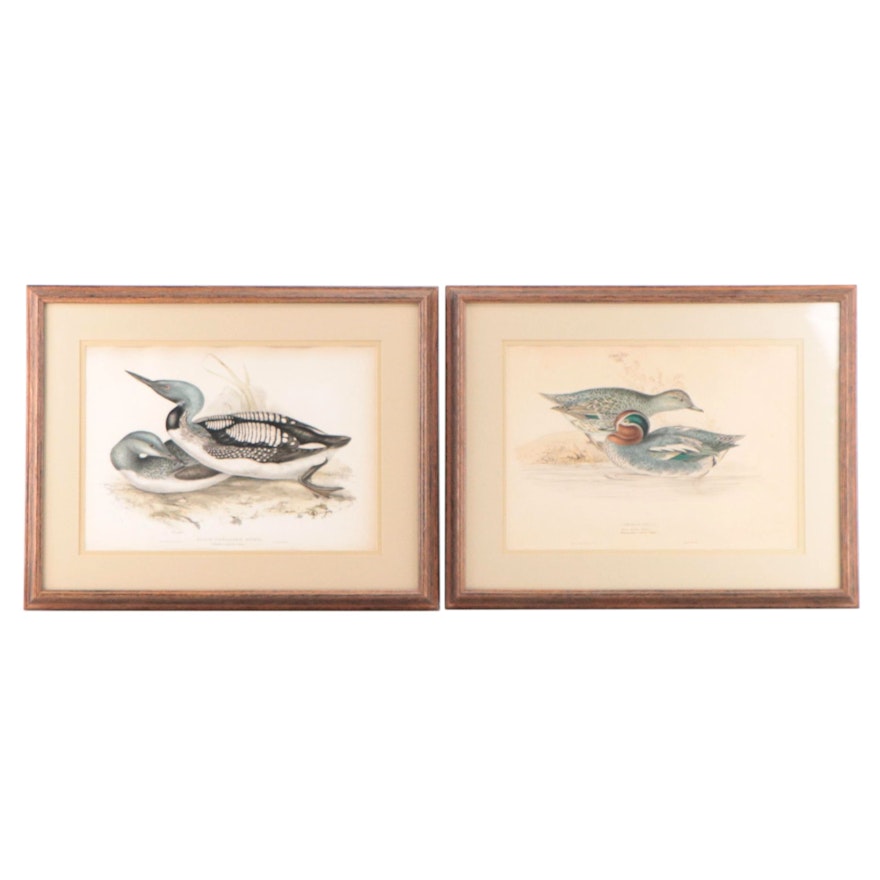 Lithographs After J & E Gould Including "Common Teal"