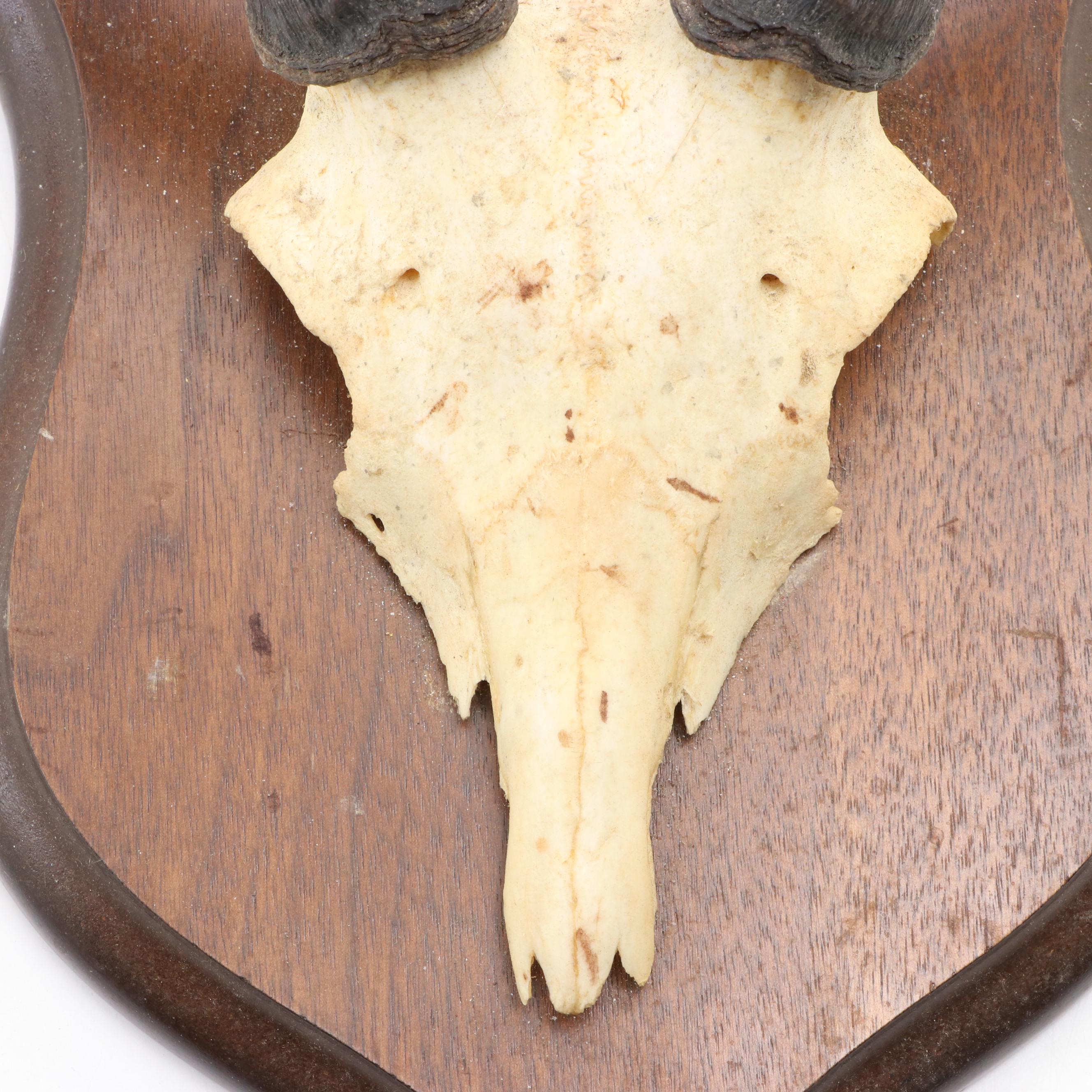 Impala Horns With European Mount on Plaque