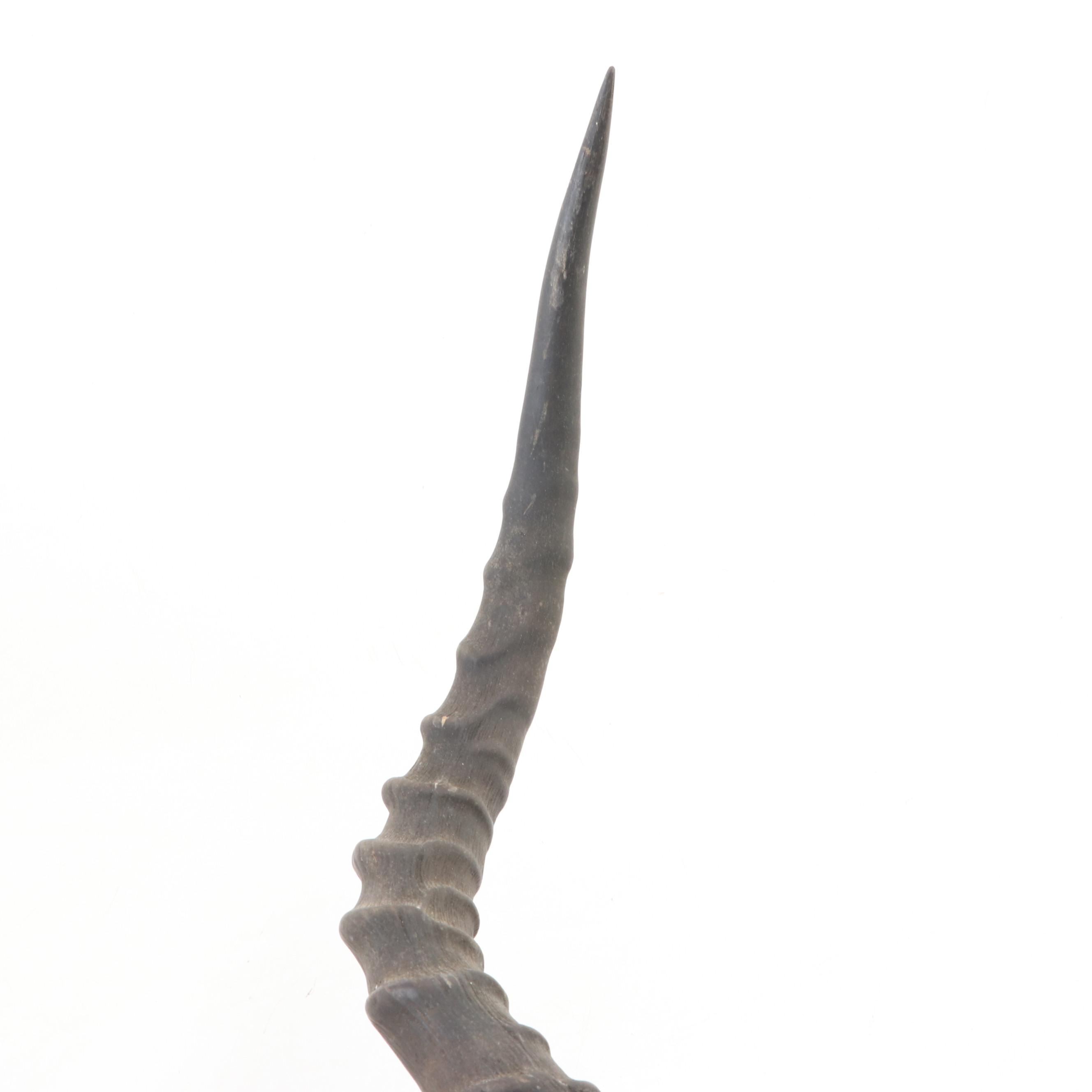 Impala Horns With European Mount on Plaque