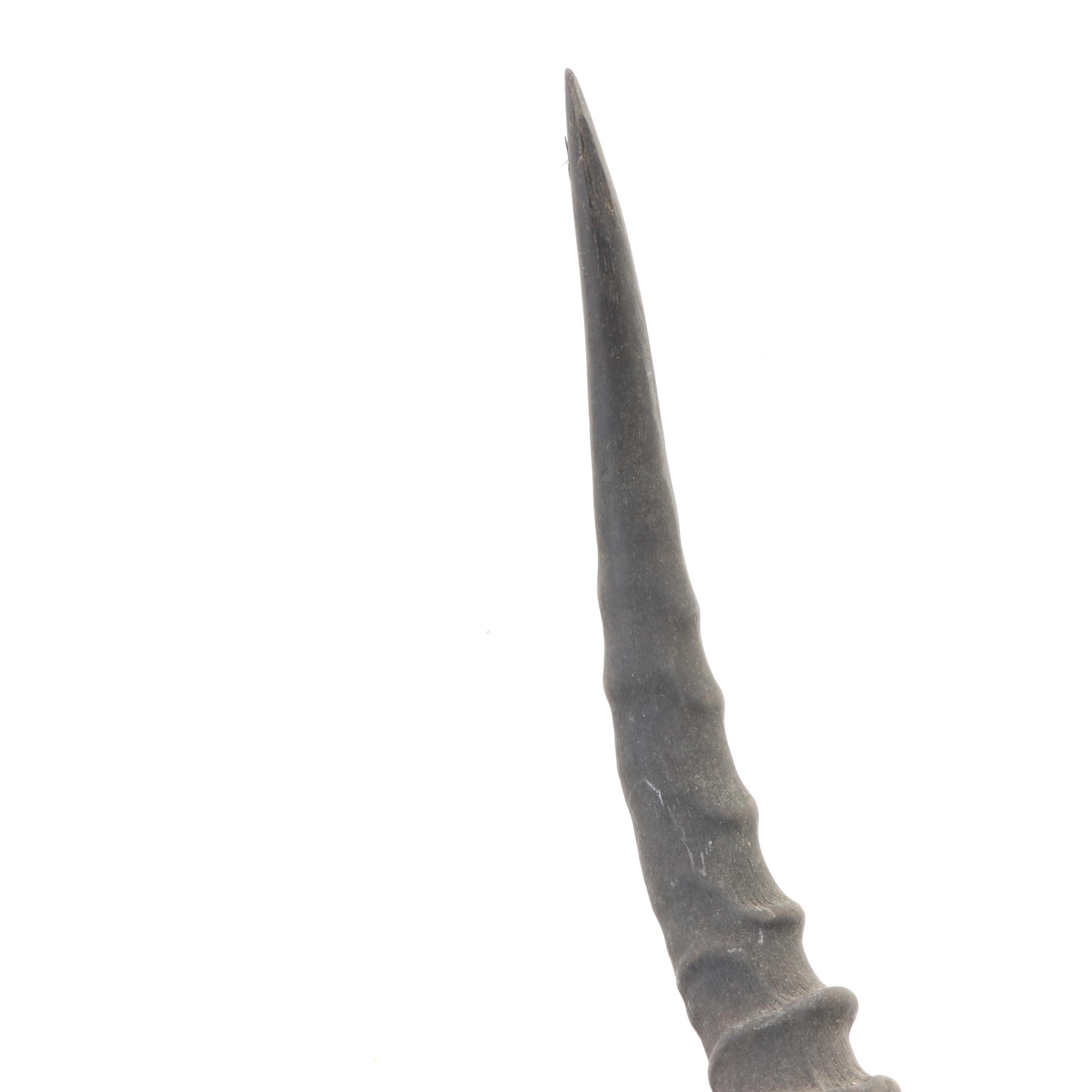 Impala Horns With European Mount on Plaque