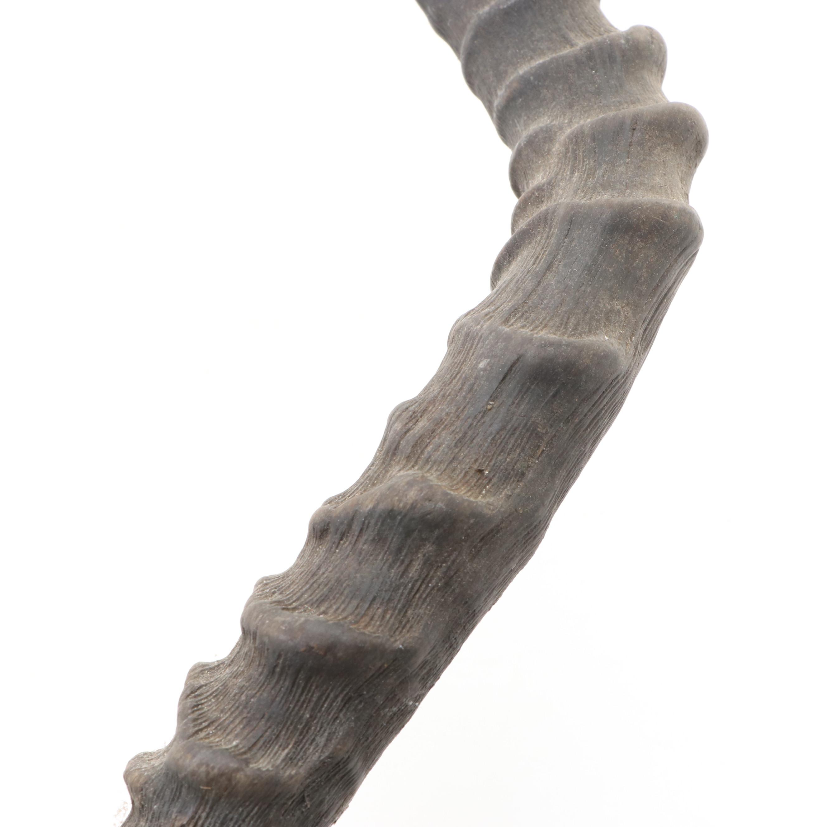 Impala Horns With European Mount on Plaque