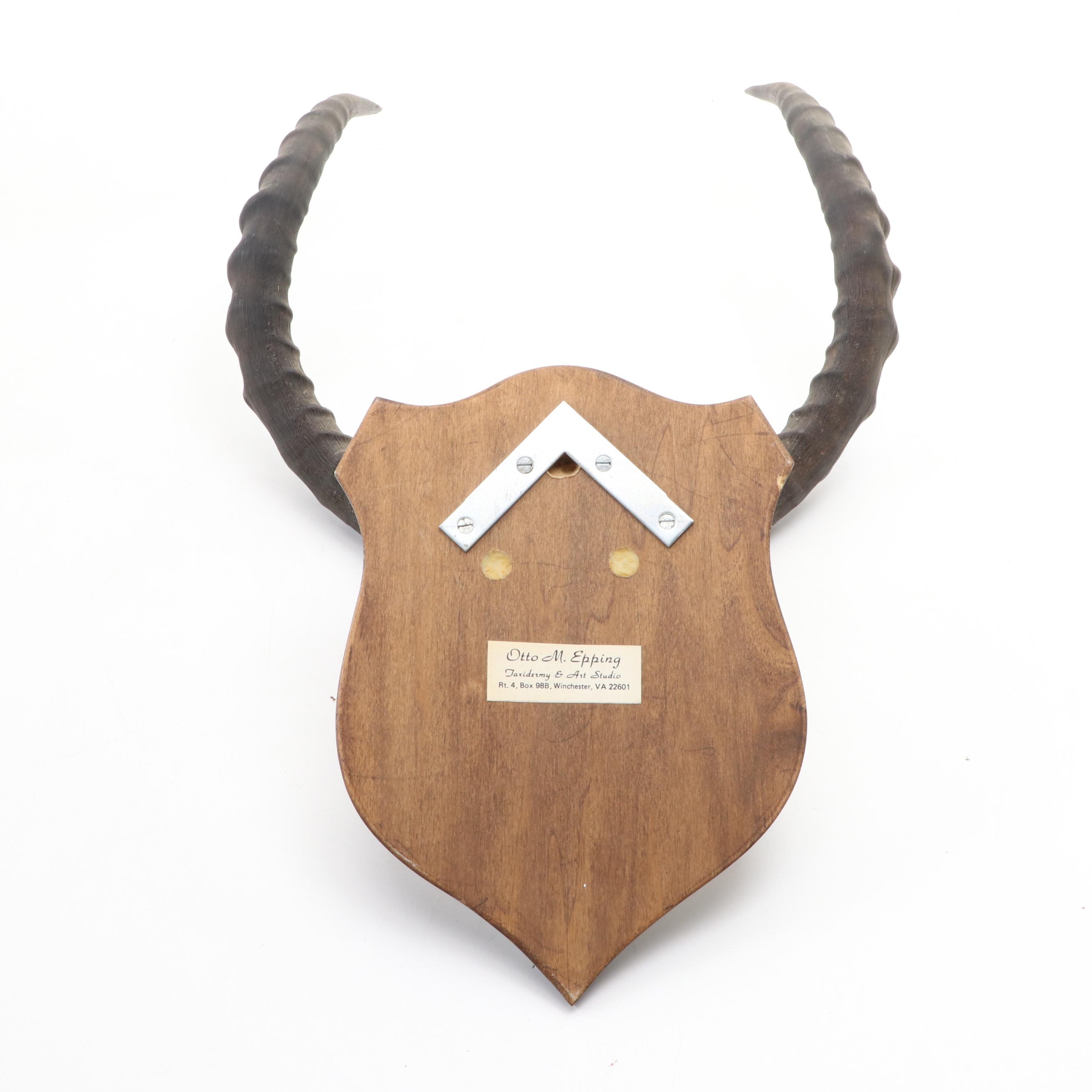 Impala Horns With European Mount on Plaque