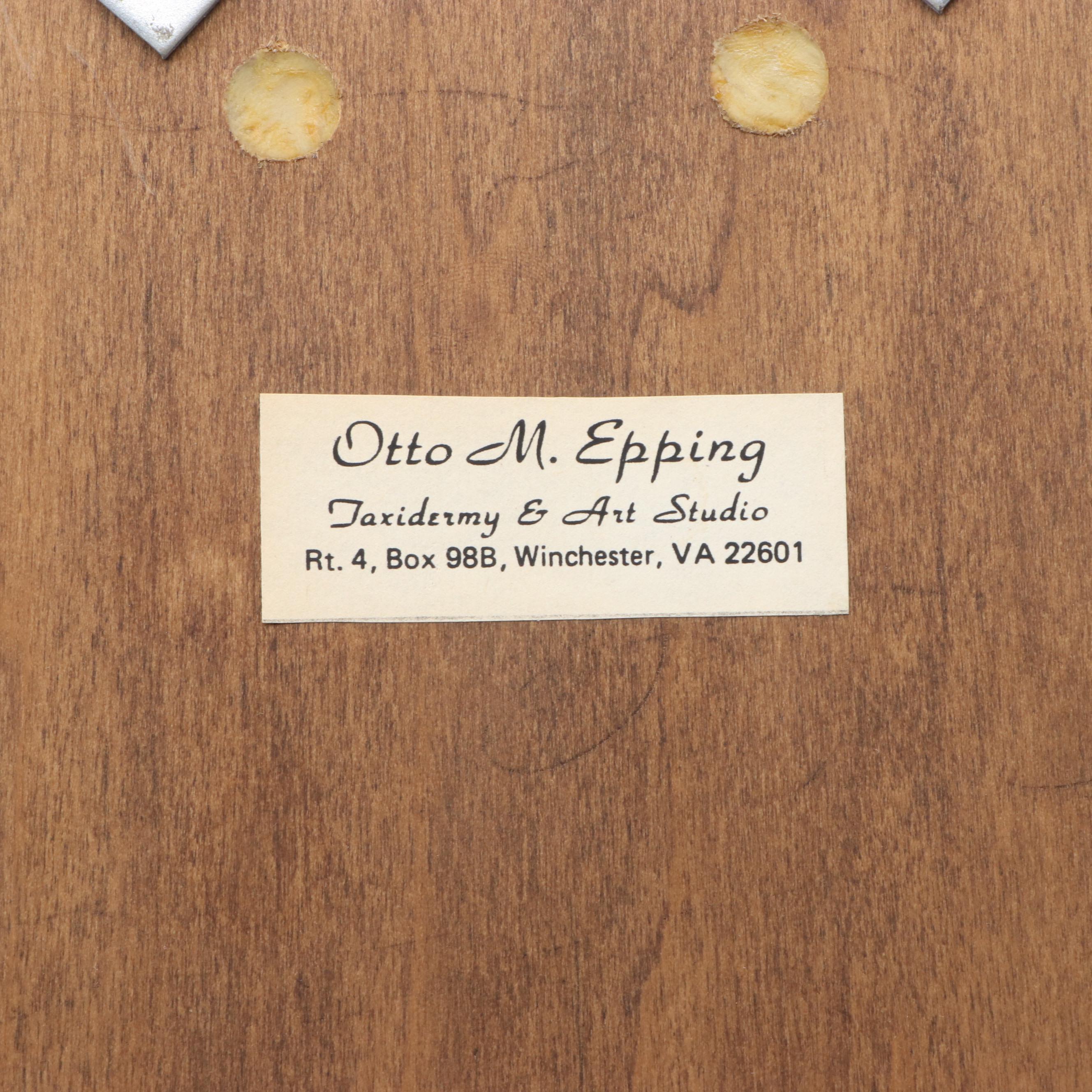 Impala Horns With European Mount on Plaque