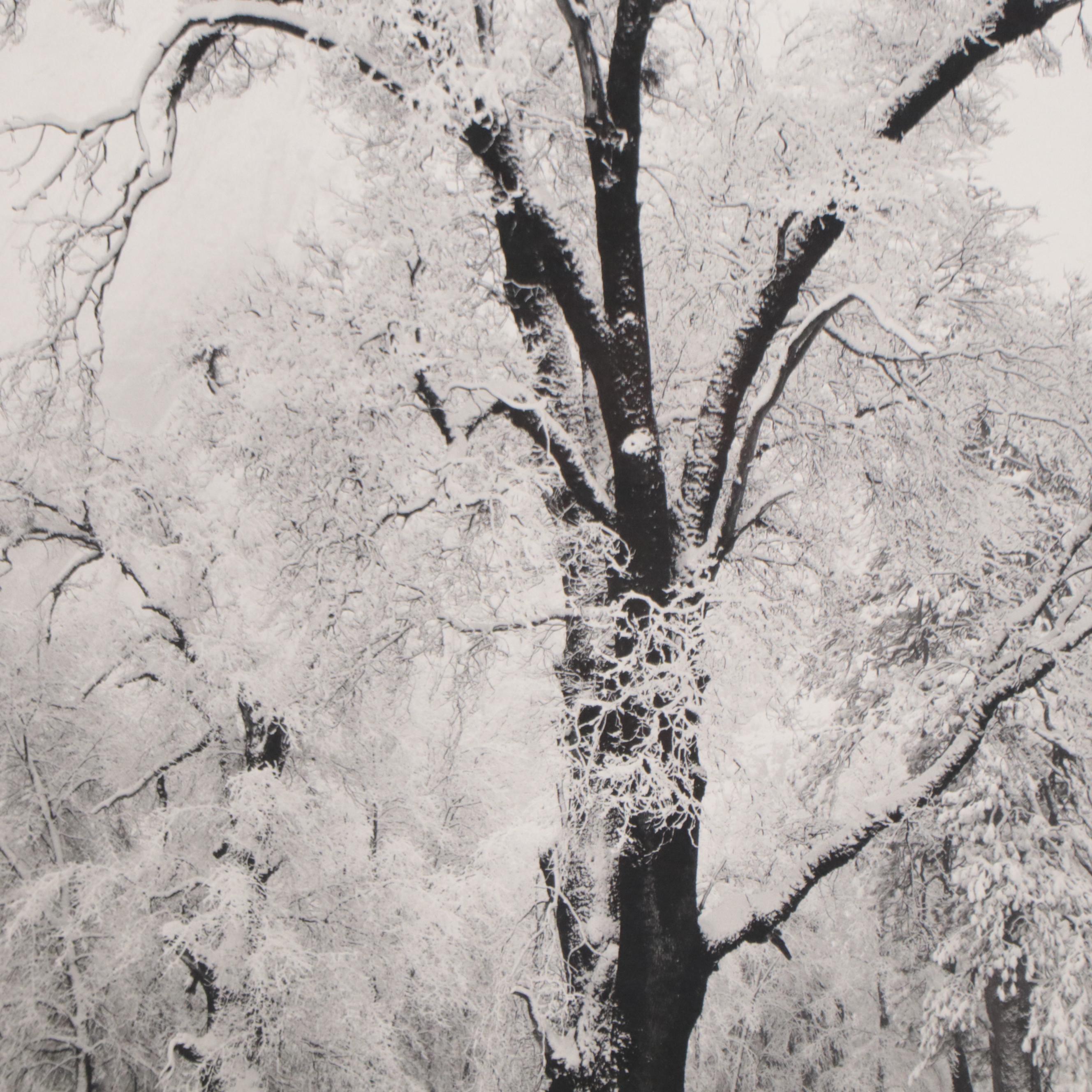 Offset Lithograph After Ansel Adams "Oak Tree, Snowstorm, Yosemite Valley"