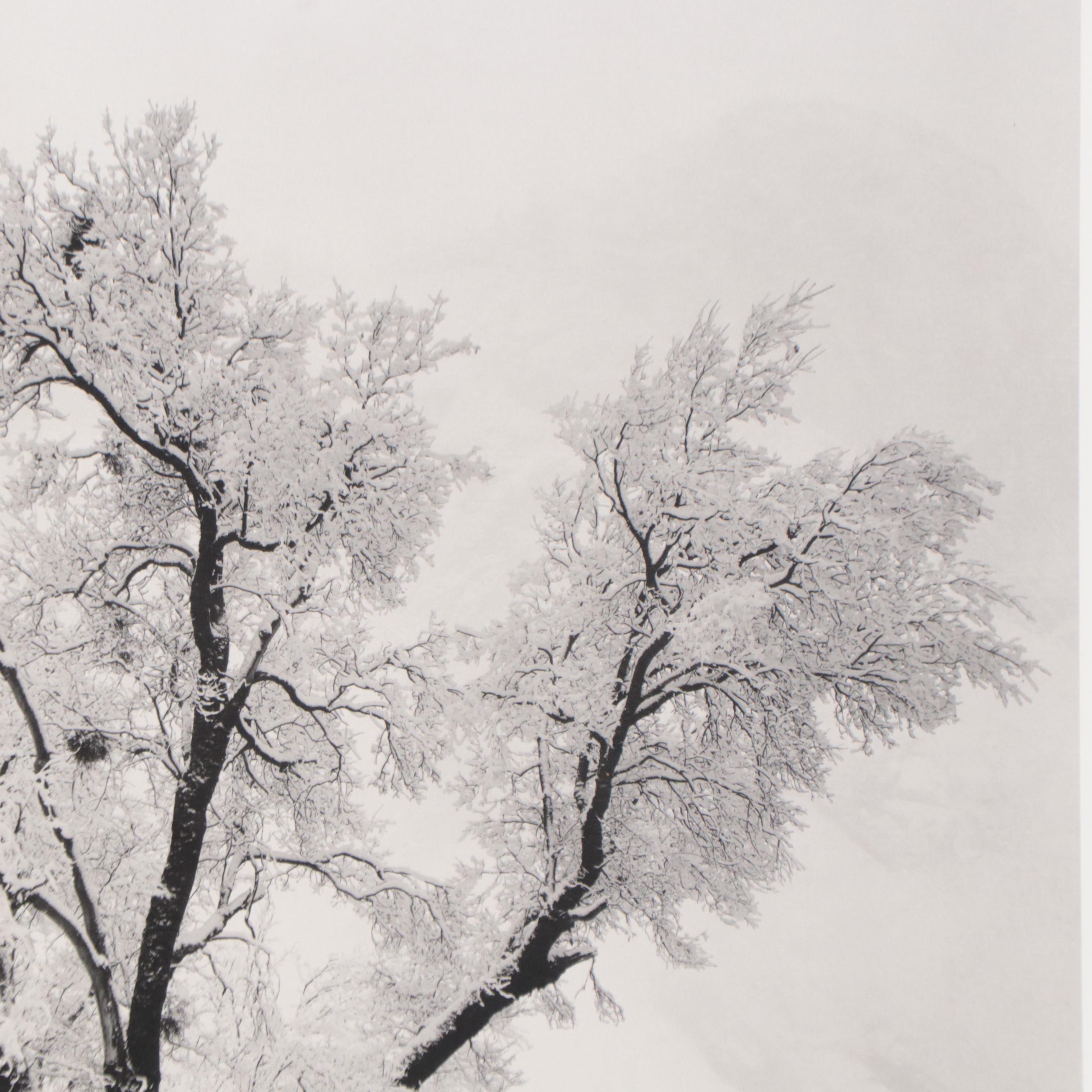 Offset Lithograph After Ansel Adams "Oak Tree, Snowstorm, Yosemite Valley"