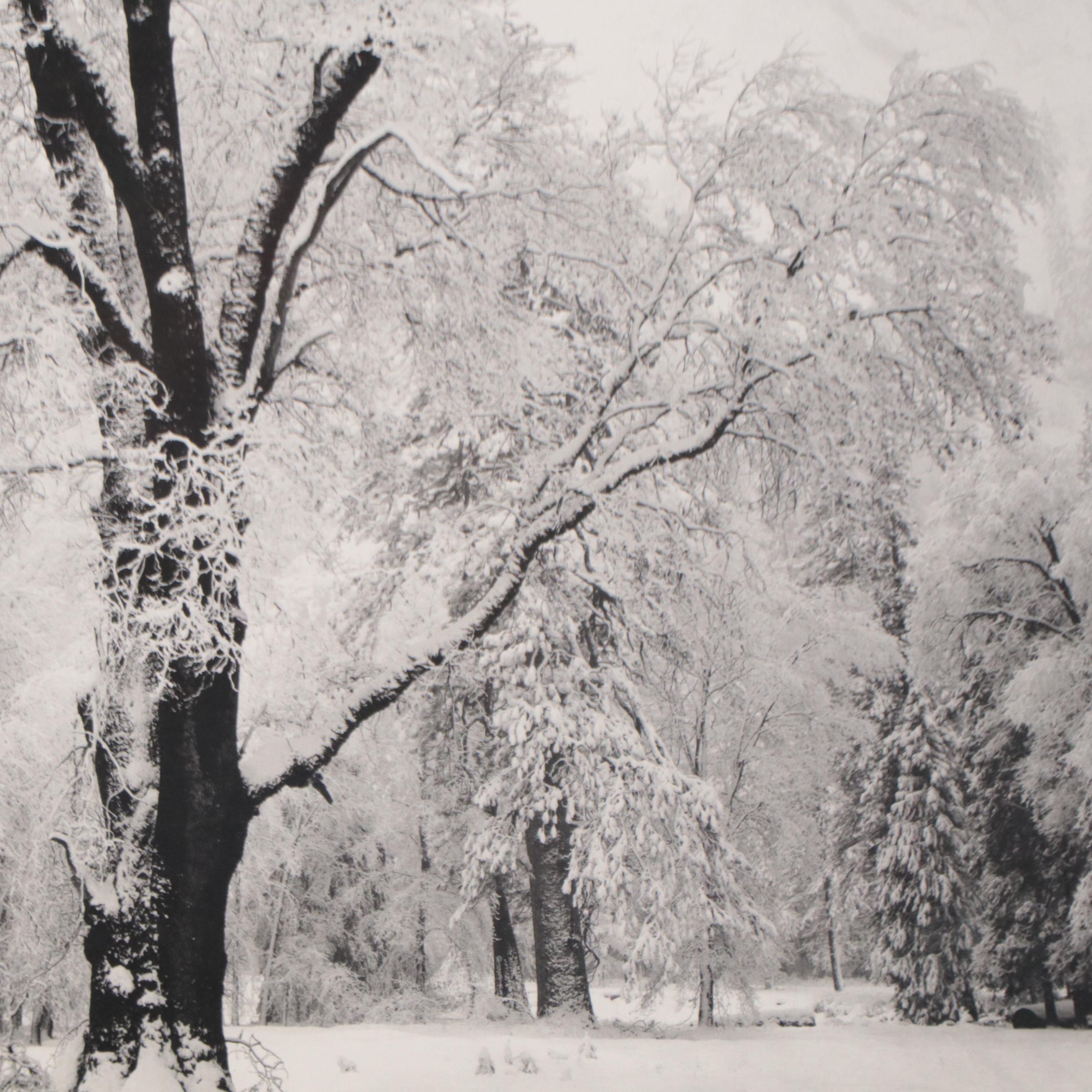 Offset Lithograph After Ansel Adams "Oak Tree, Snowstorm, Yosemite Valley"