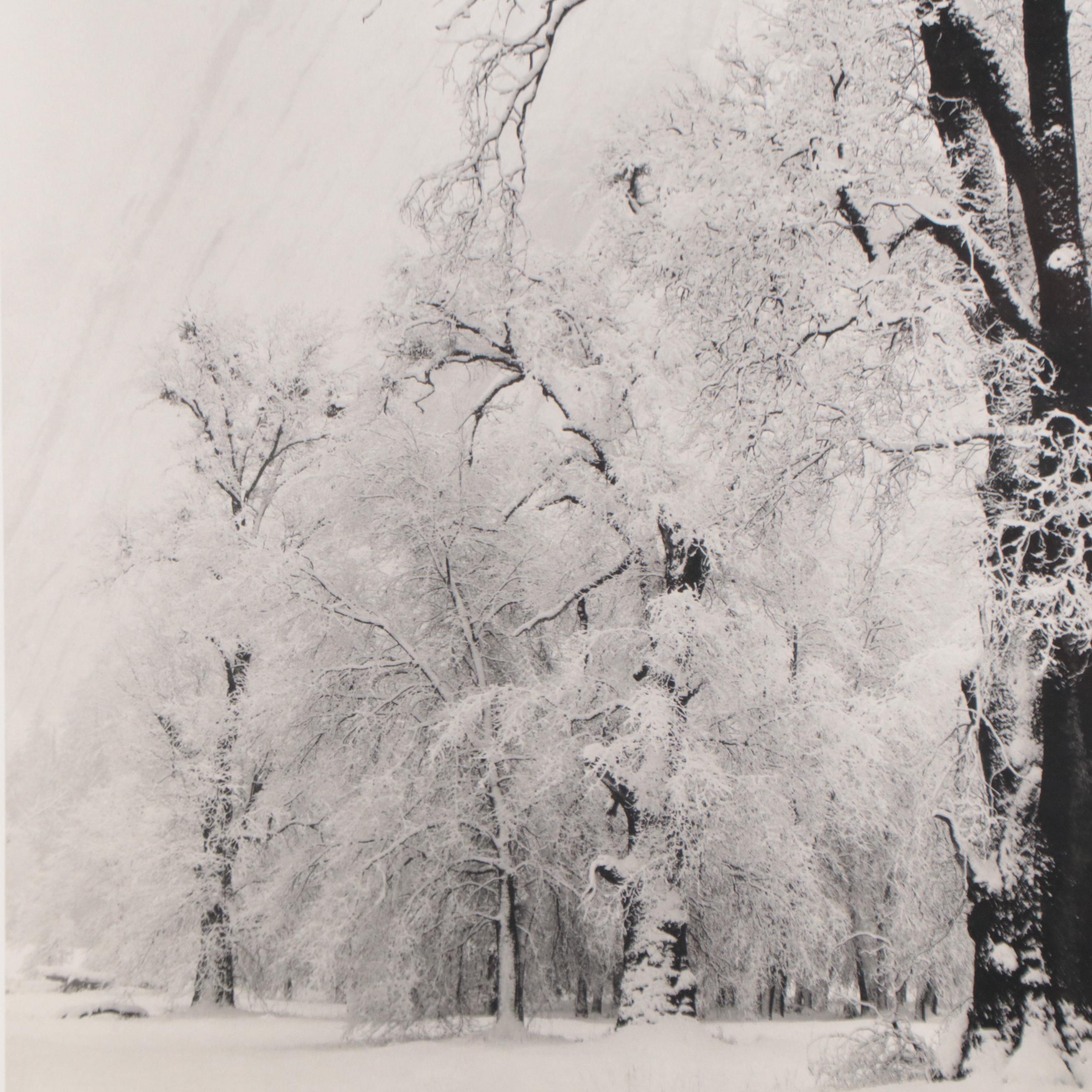 Offset Lithograph After Ansel Adams "Oak Tree, Snowstorm, Yosemite Valley"