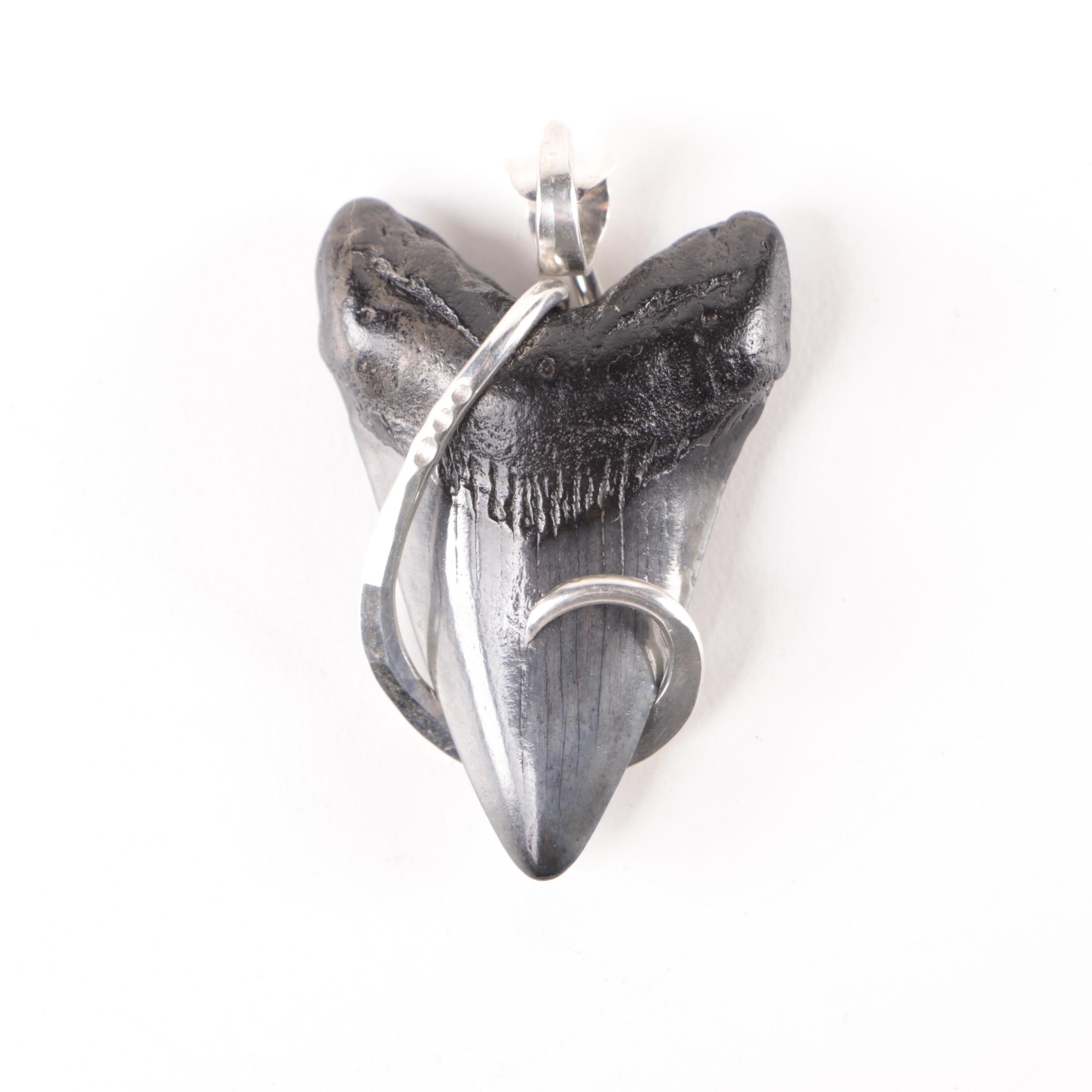 Megalodon Tooth Specimen with Display Stand and Megalodon Tooth Pendant