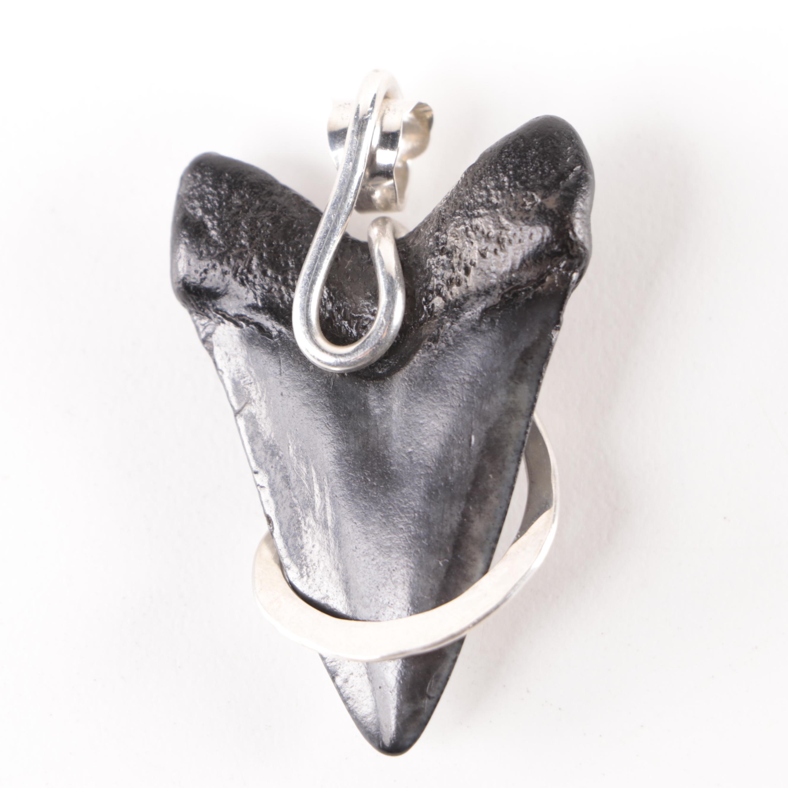 Megalodon Tooth Specimen with Display Stand and Megalodon Tooth Pendant