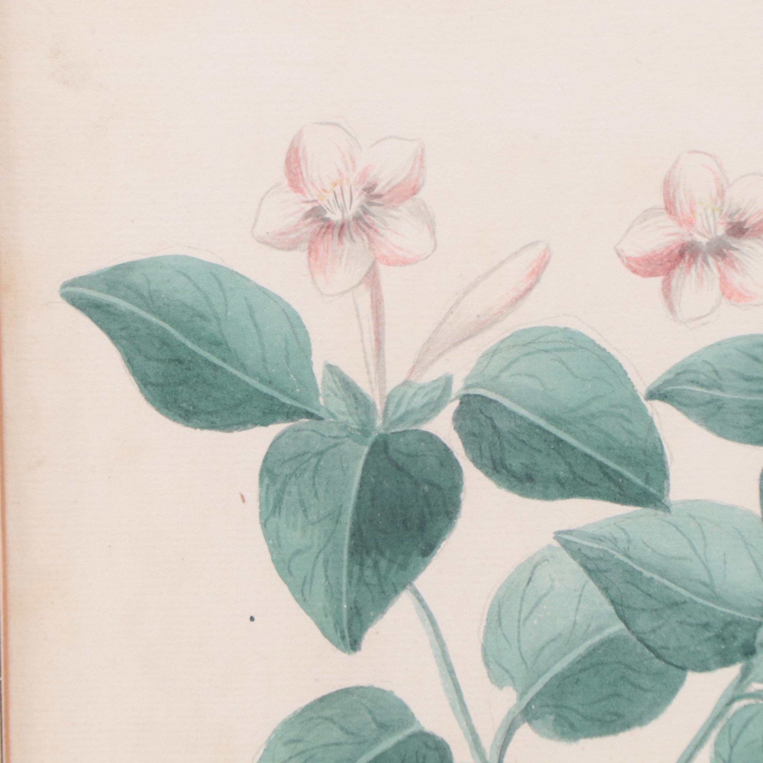 Botanical Watercolor Painting "Mirabilis Jalapa"