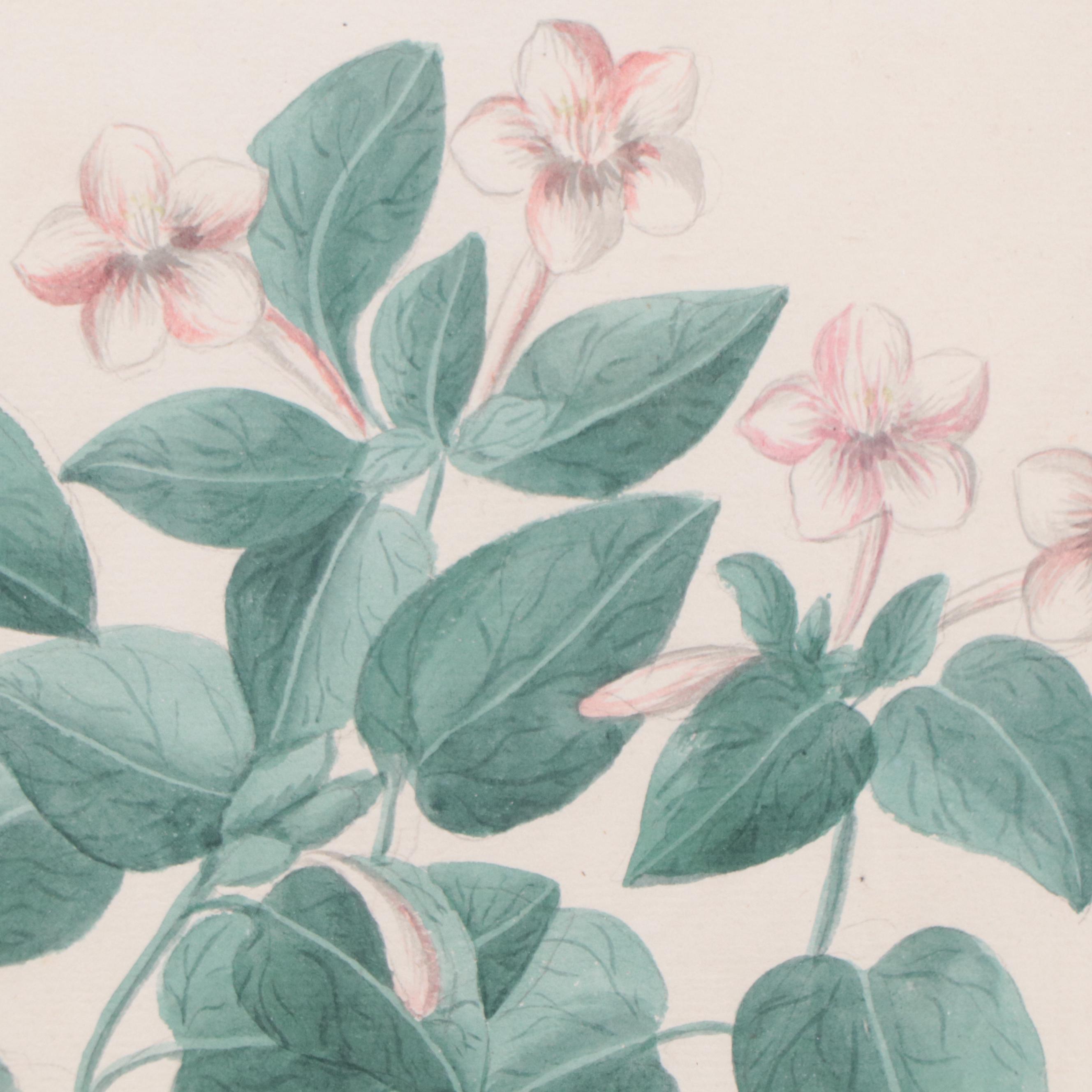 Botanical Watercolor Painting "Mirabilis Jalapa"