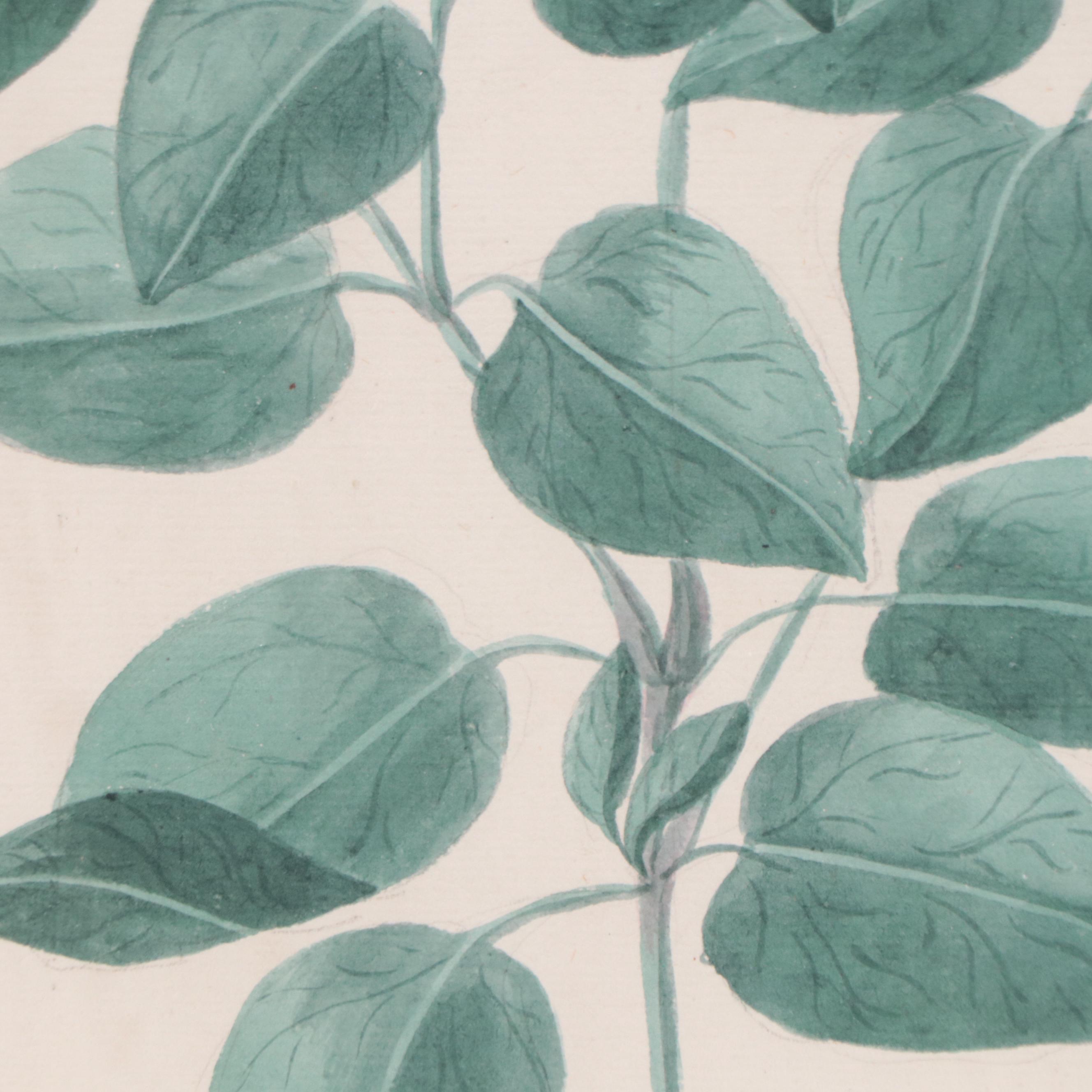 Botanical Watercolor Painting "Mirabilis Jalapa"