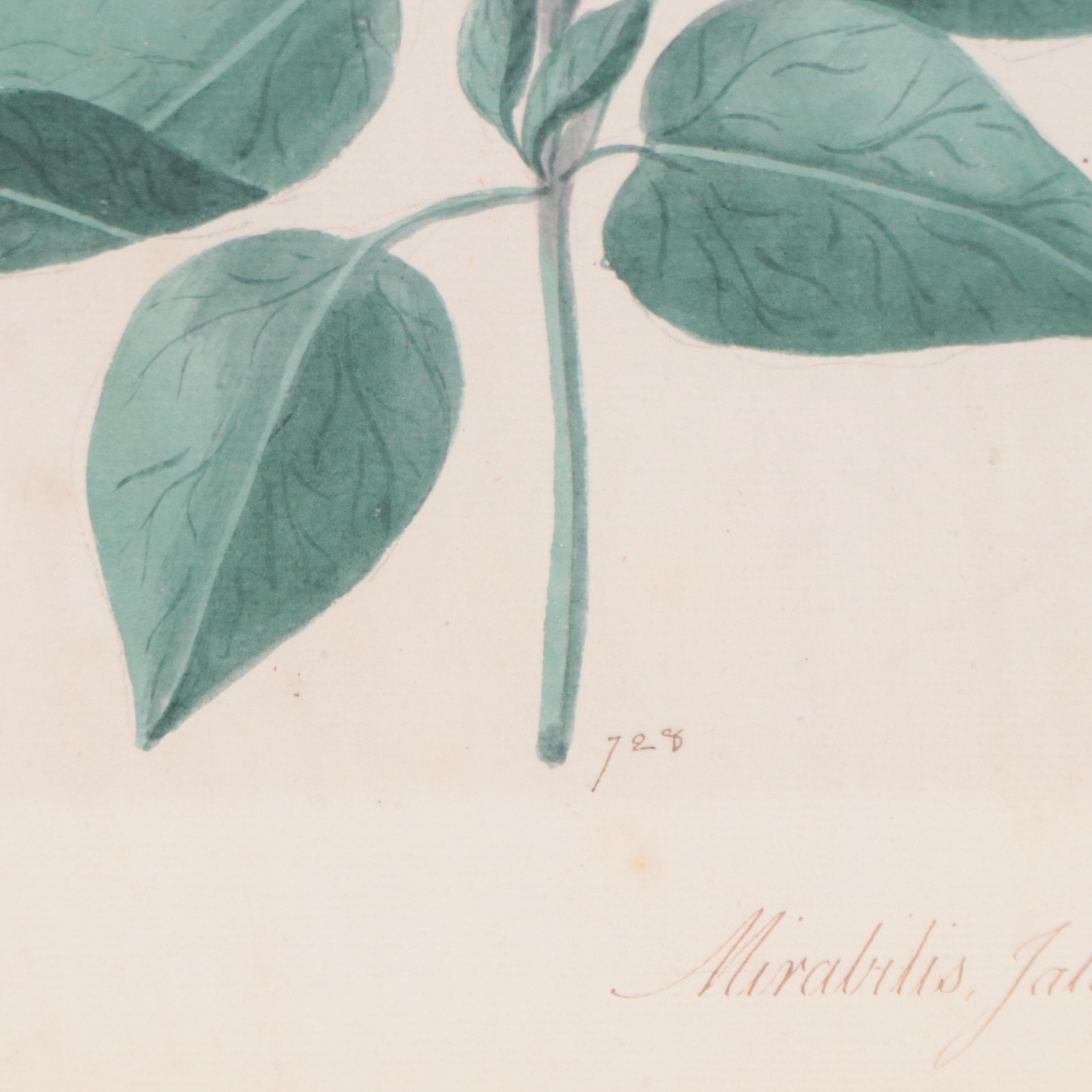 Botanical Watercolor Painting "Mirabilis Jalapa"