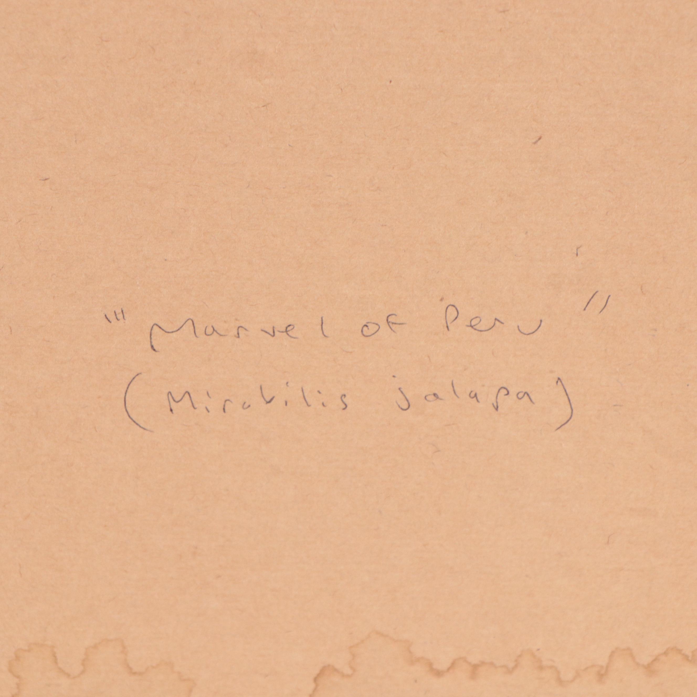 Botanical Watercolor Painting "Mirabilis Jalapa"