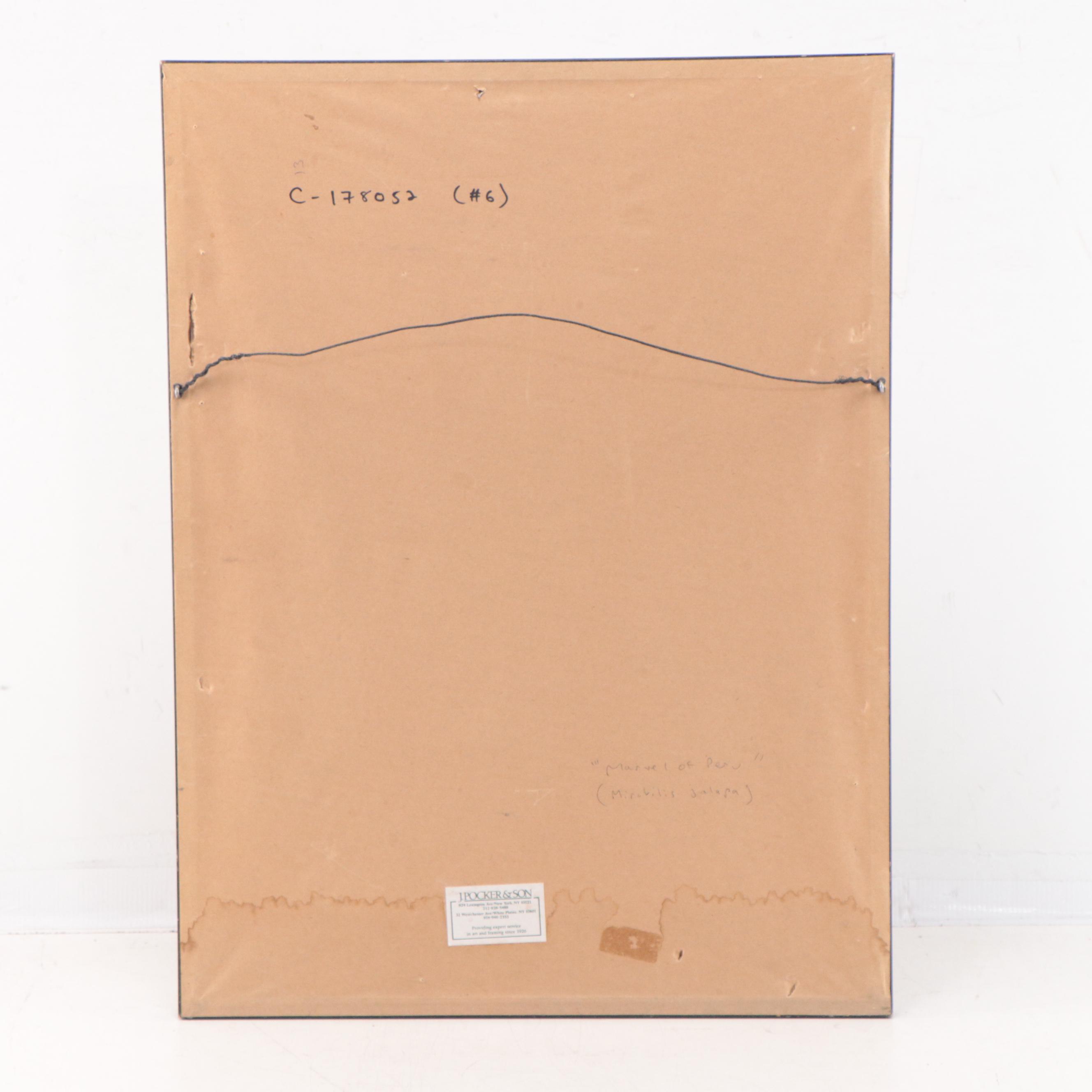 Botanical Watercolor Painting "Mirabilis Jalapa"