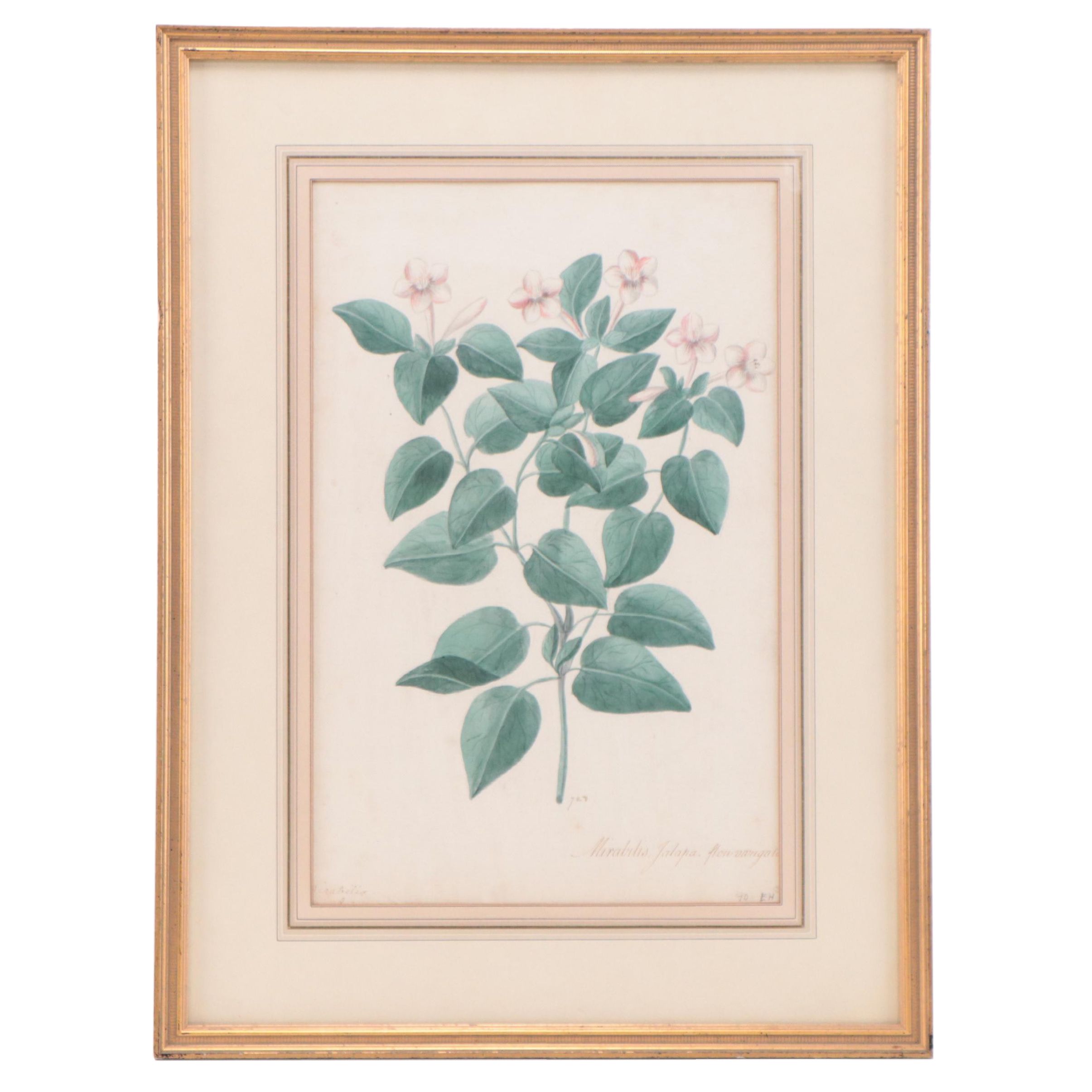 Botanical Watercolor Painting "Mirabilis Jalapa"