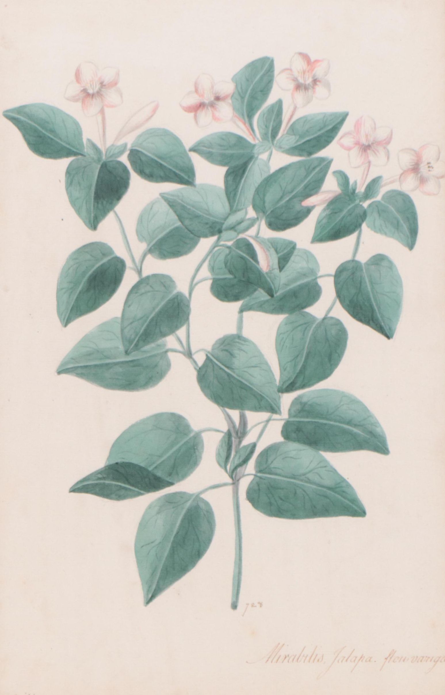 Botanical Watercolor Painting "Mirabilis Jalapa"