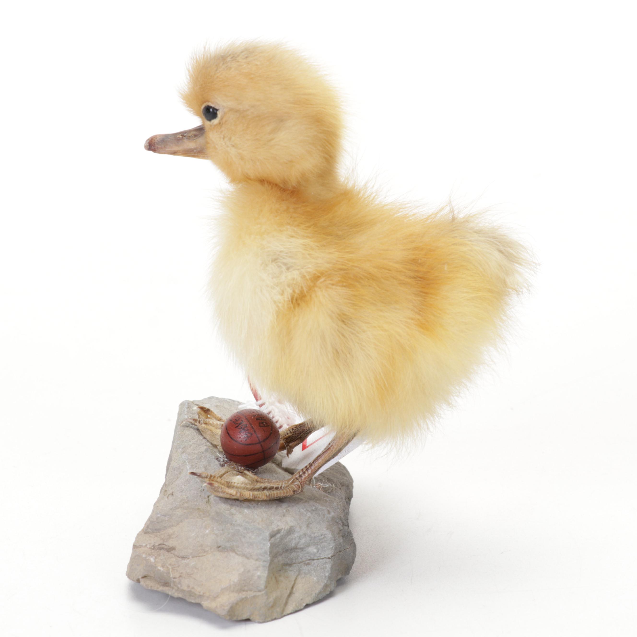 Taxidermy Duckling with Basketball Equipment on Stone Base