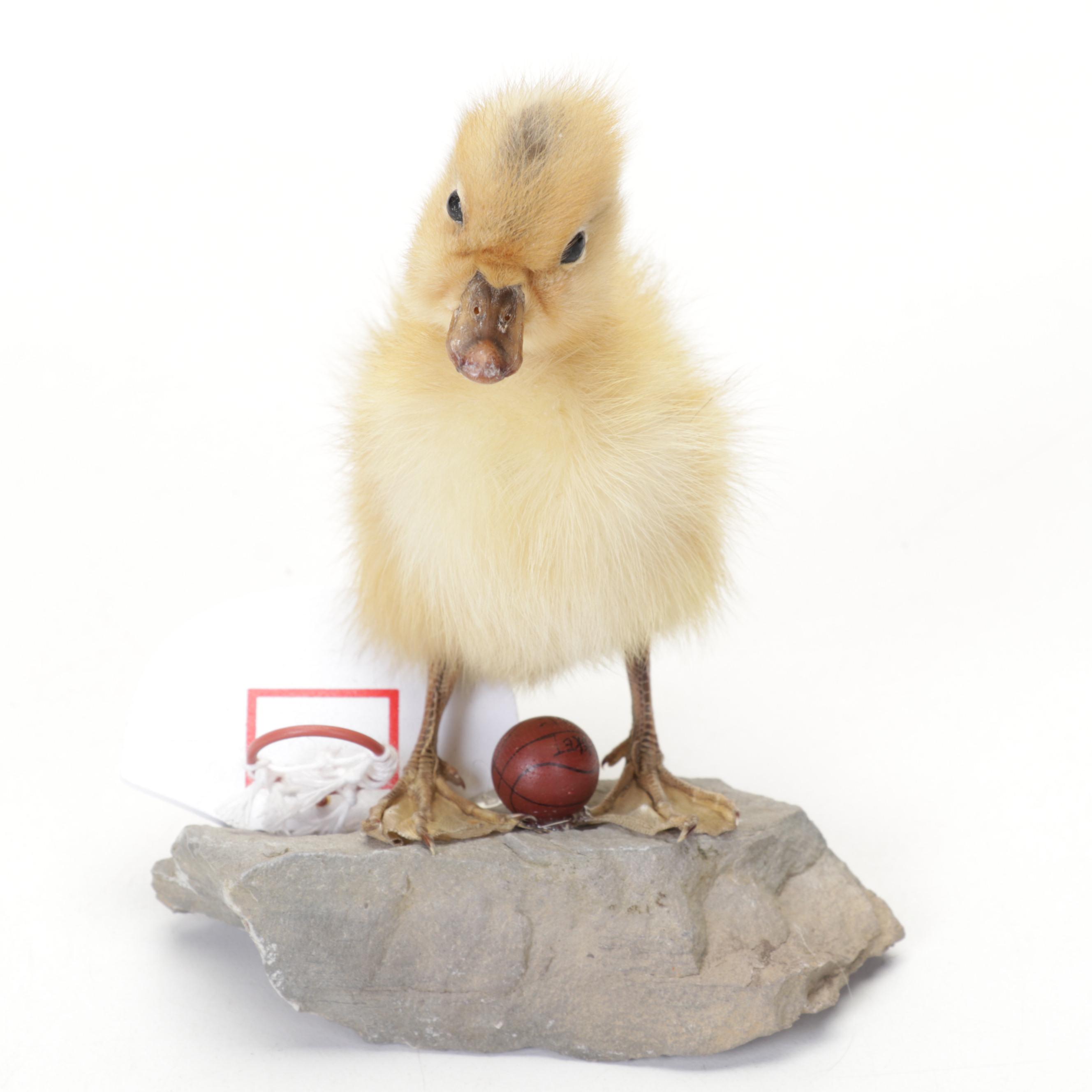 Taxidermy Duckling with Basketball Equipment on Stone Base