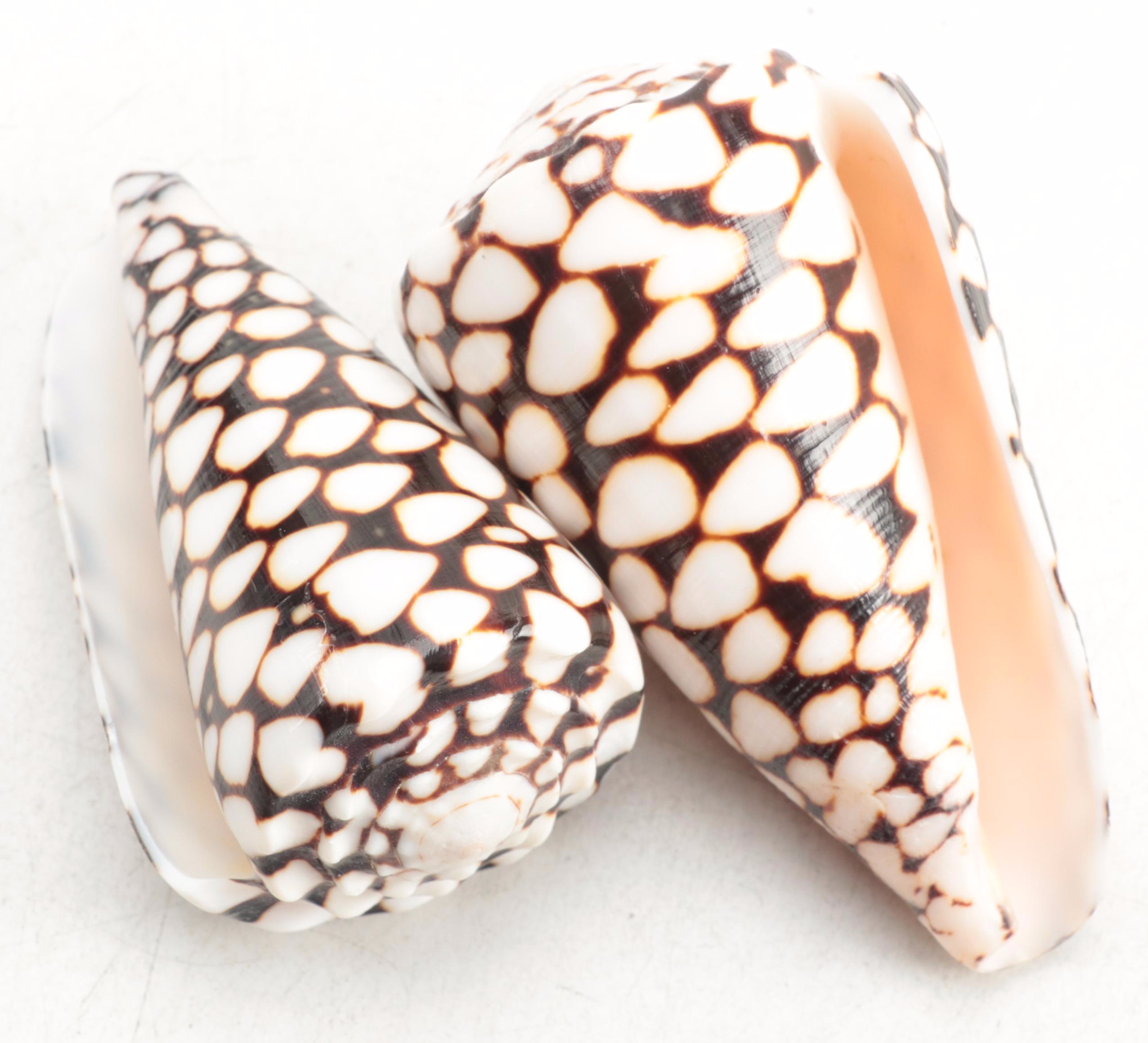 Restoration Hardware Wooden Finial, Marble Cone Seashells and Seagrass Baskets