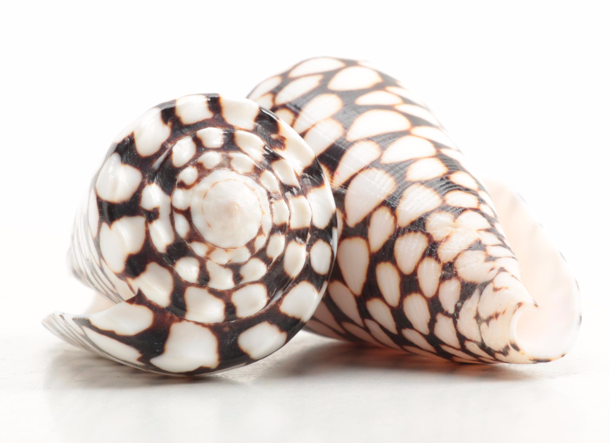 Restoration Hardware Wooden Finial, Marble Cone Seashells and Seagrass Baskets