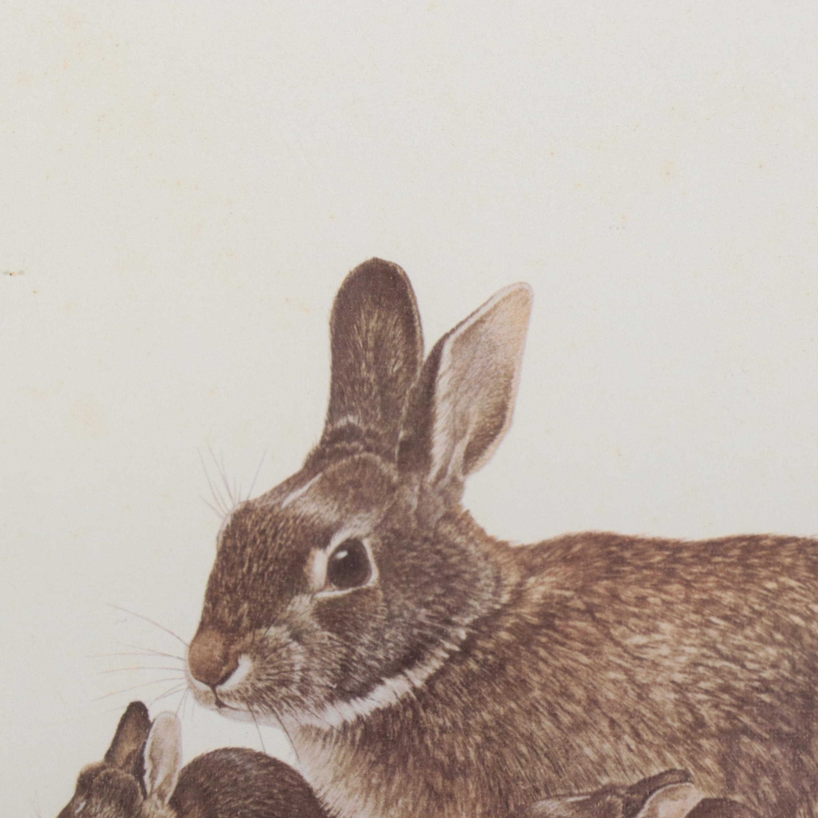 Offset Lithographs of Rabbit and Bunnies